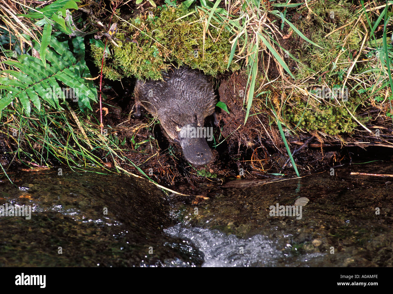 PLATYPUS Ornithorhynchus anatinus Emerging from burrow Stock Photo 3243261 Alamy