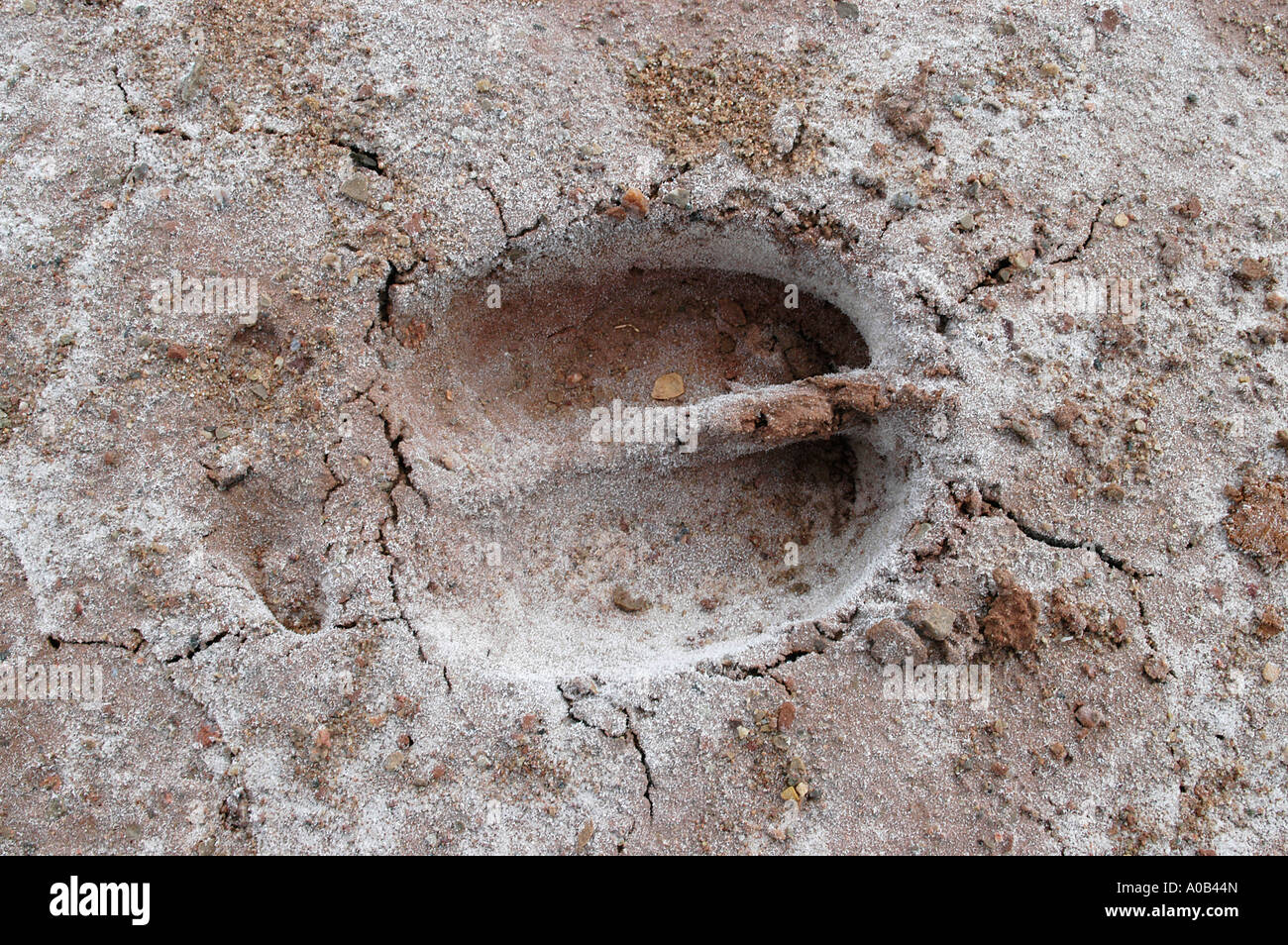 fresh track of a bison Stock Photo, Royalty Free Image 9939380 Alamy