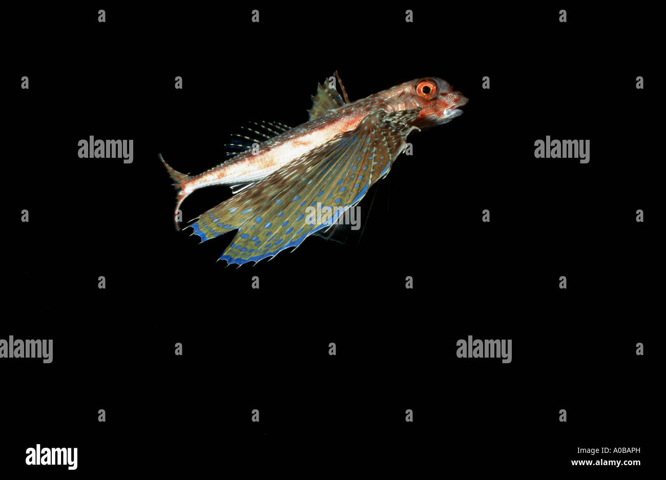 Flying Gurnard Dactylopterus Volitans Swimming Spain Stock Photo