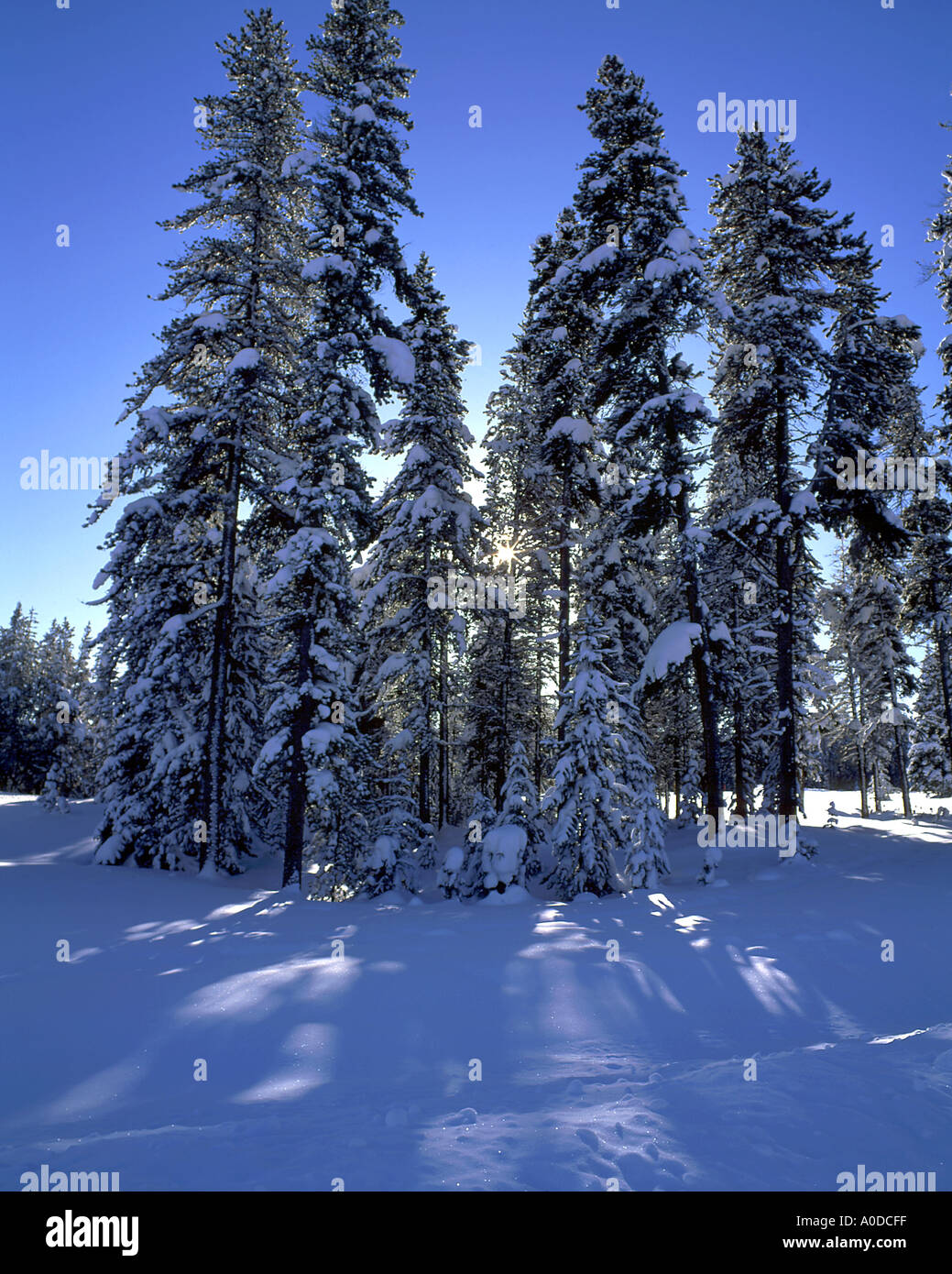 Snow covered Evergreen trees Jasper National Park Alberta Canada