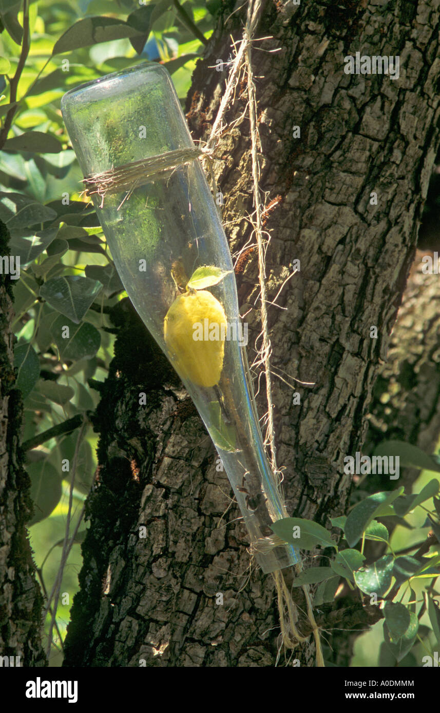 Pear growing in bottle for Clear Creek Distillery s pear brandy Stock