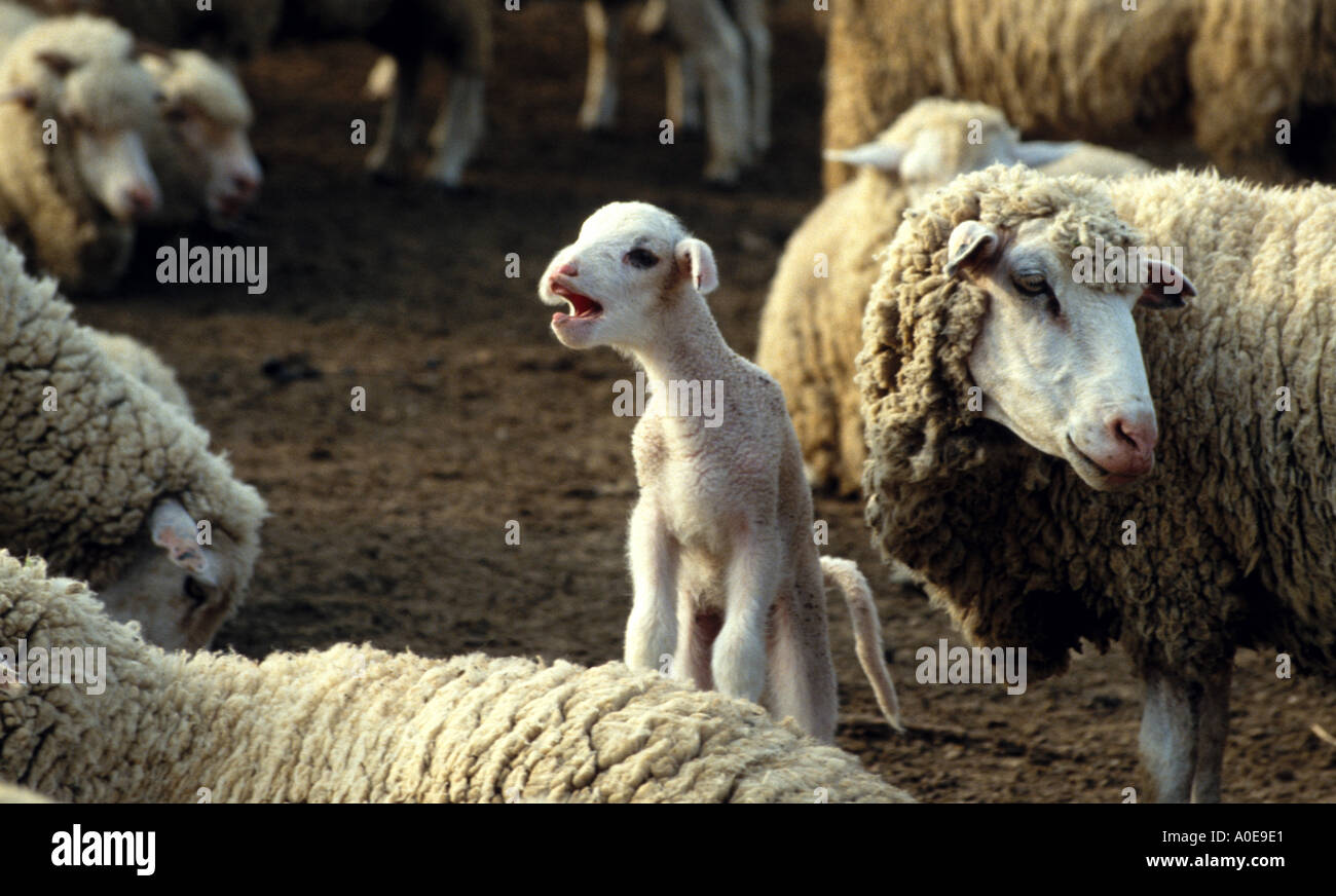Crying lamb with sheep Stockfoto, Lizenzfreies Bild 59873 Alamy