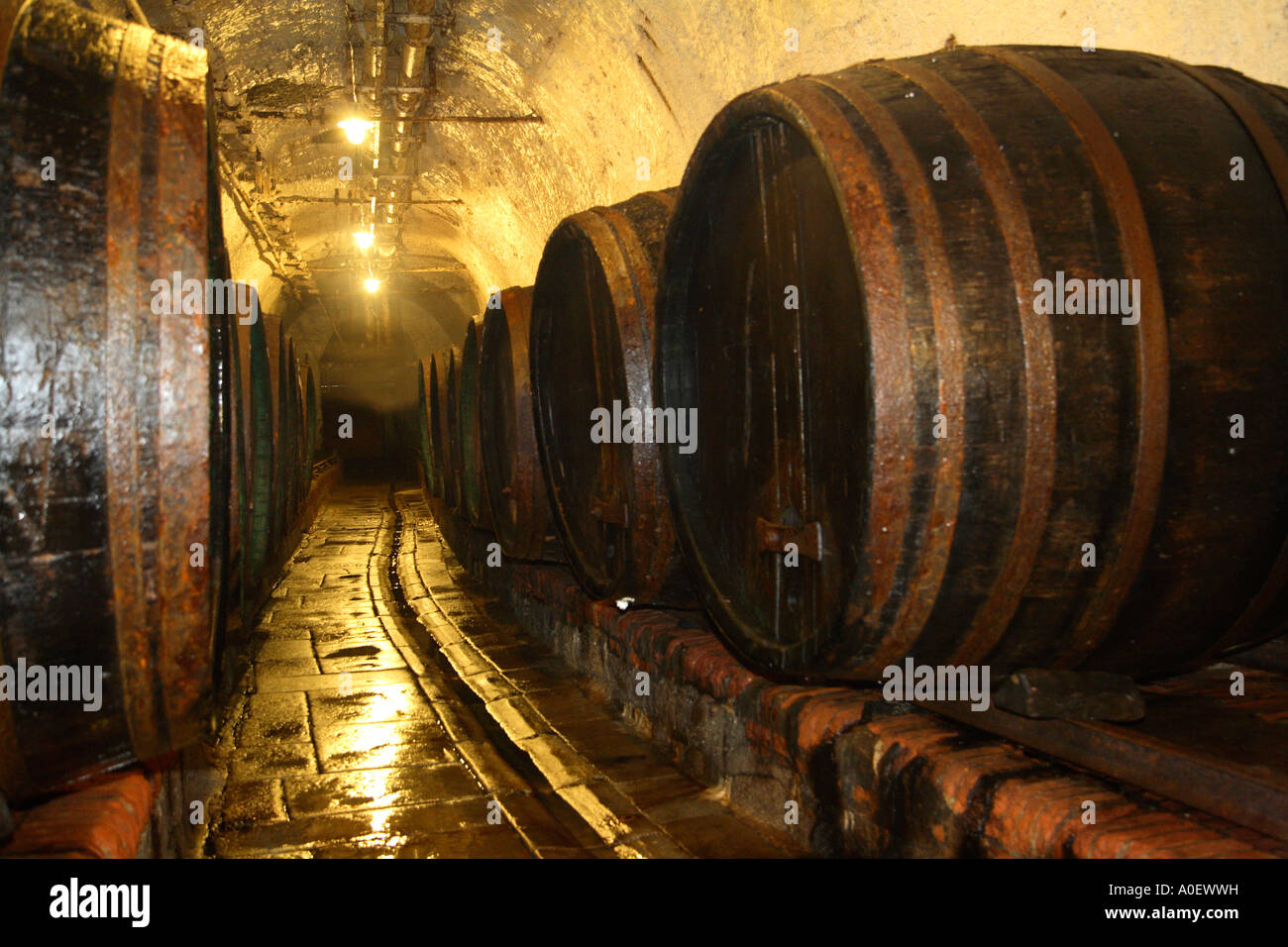 Czech Republic beer cellar lager beer barrels Pilsner Urquell brewery