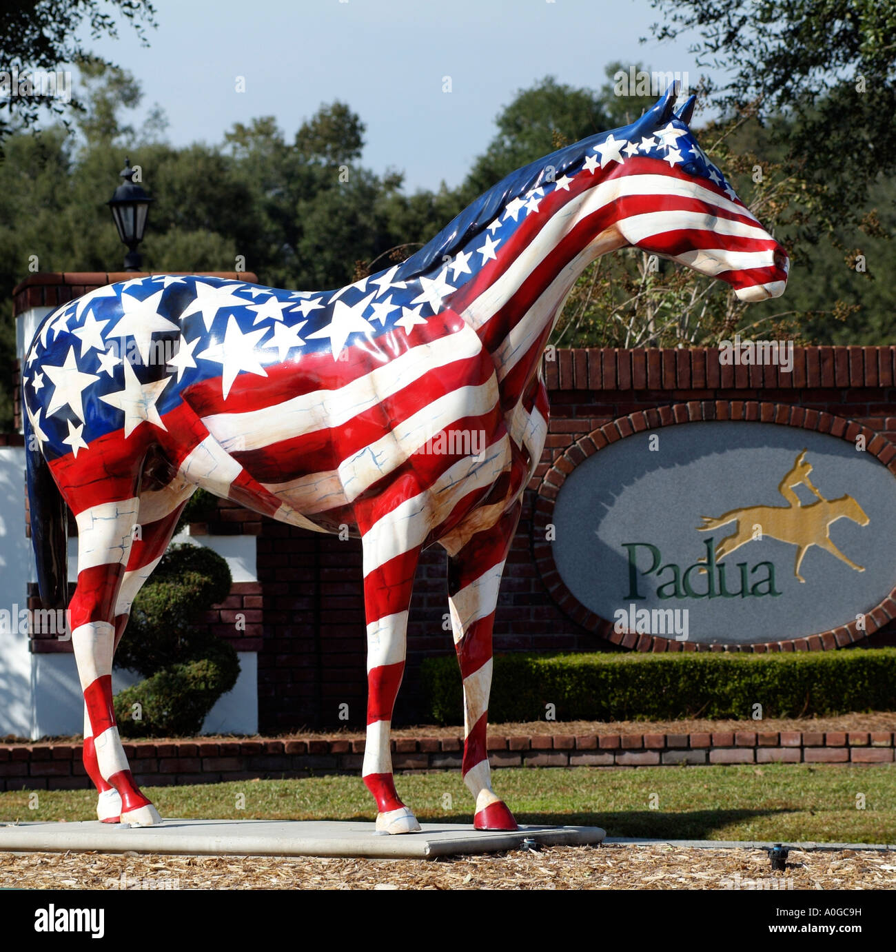 Painted horse at Padua Stables in Ocala Florida USA Stock Photo