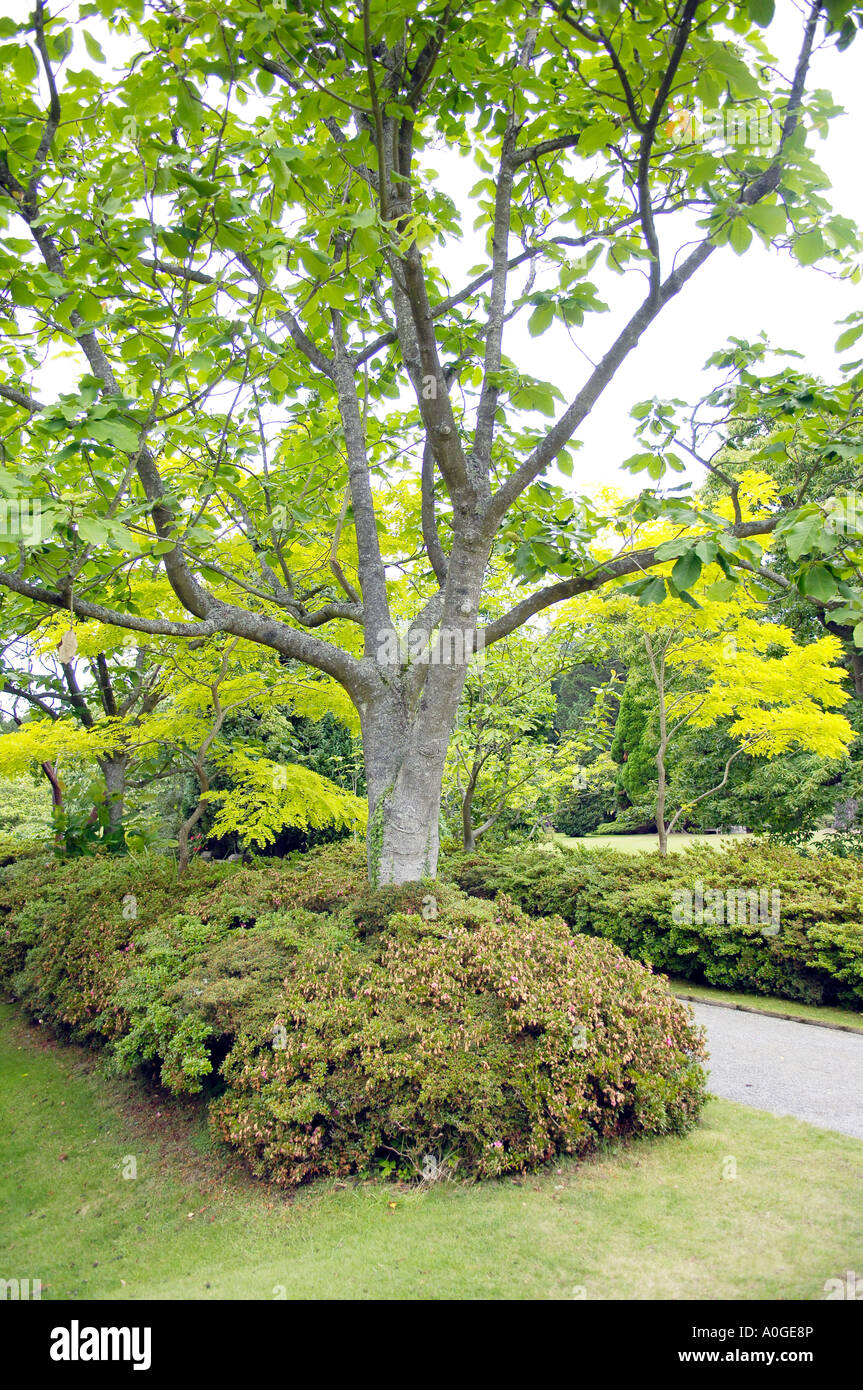 magnolia tree in summer magnolia hypoleuca stock photo royalty free image 9989829 alamy magnolia tree in summer magnolia hypoleuca stock photo royalty free image 9989829 alamy