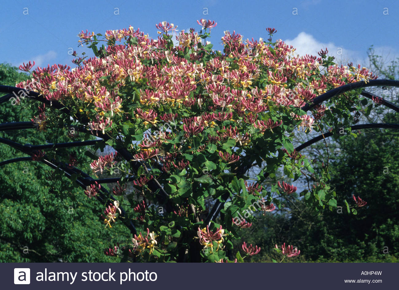 Honeysuckle Lonicera x americana climbing on pergola Stock Photo