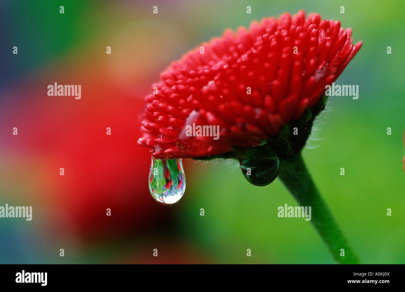 Flower With Raindrop Stock Photo Alamy