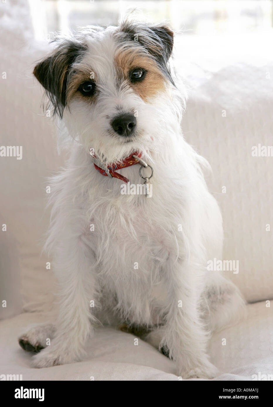 Female 11 month old broken coated <b>Jack Russell terrier</b> Stock Foto - female-11-month-old-broken-coated-jack-russell-terrier-A0MA1J