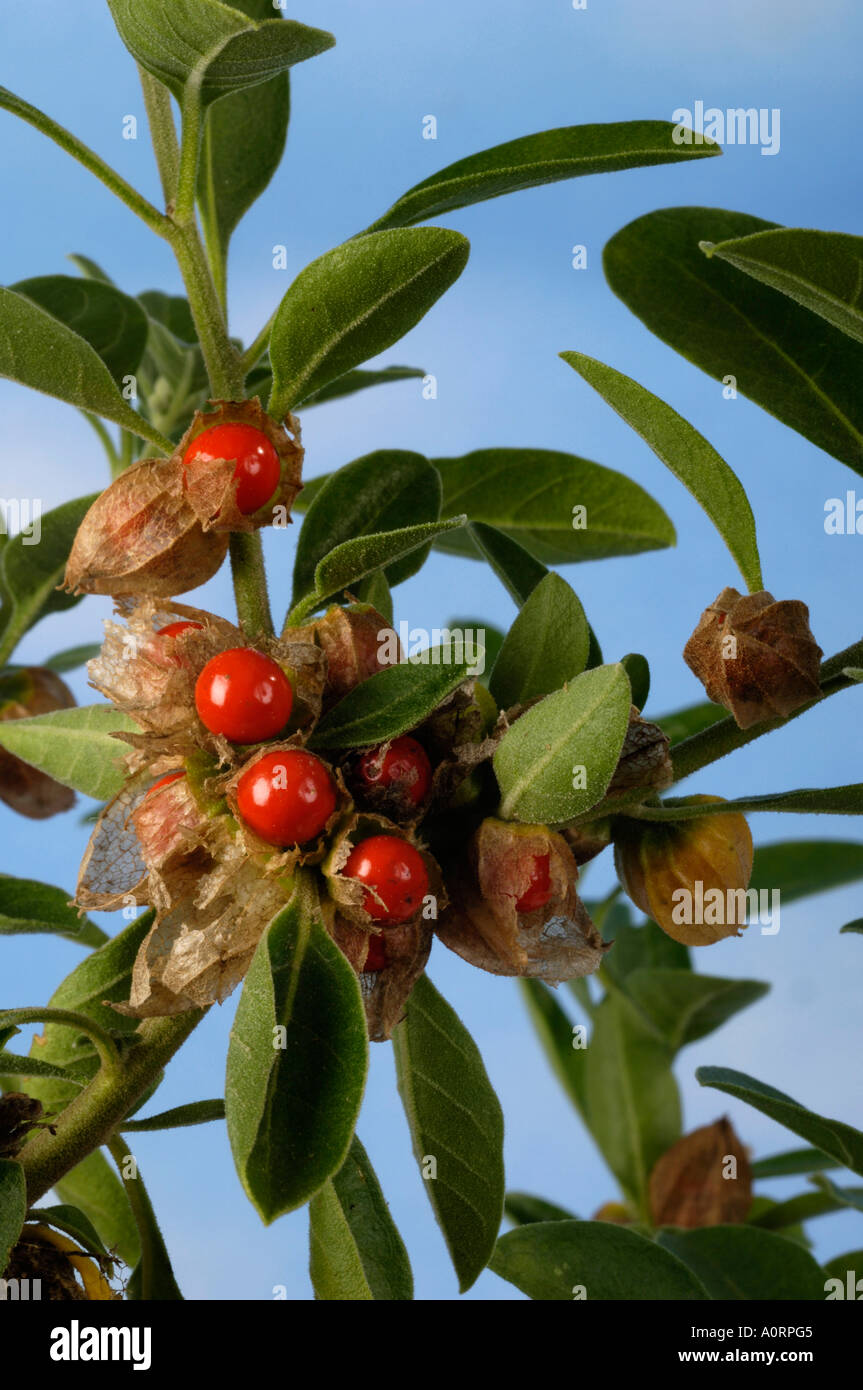 alprostadil disfuncion erectil alprostadil video