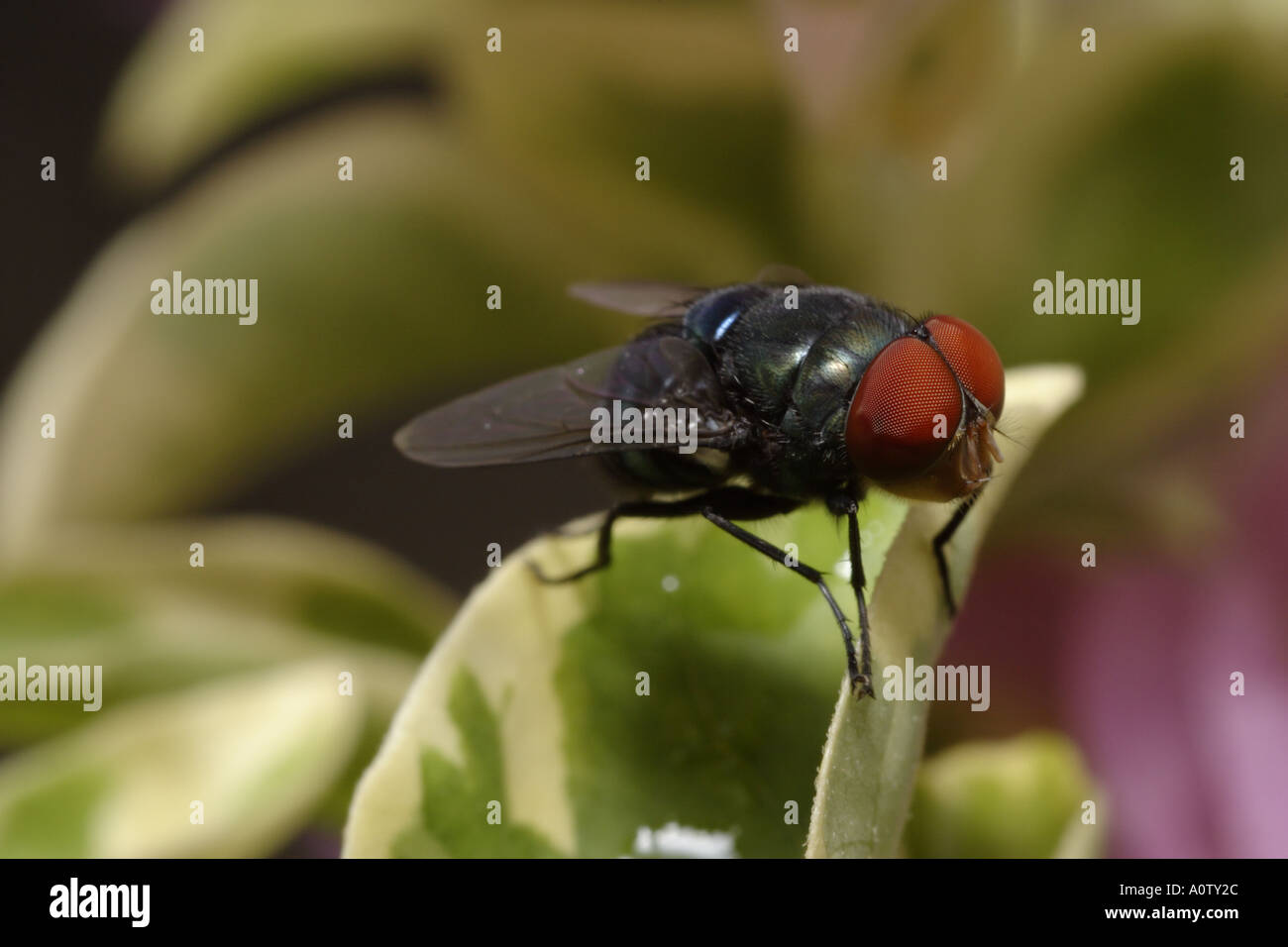 Common Blow Fly Resting On Leaf Stock Photo Alamy