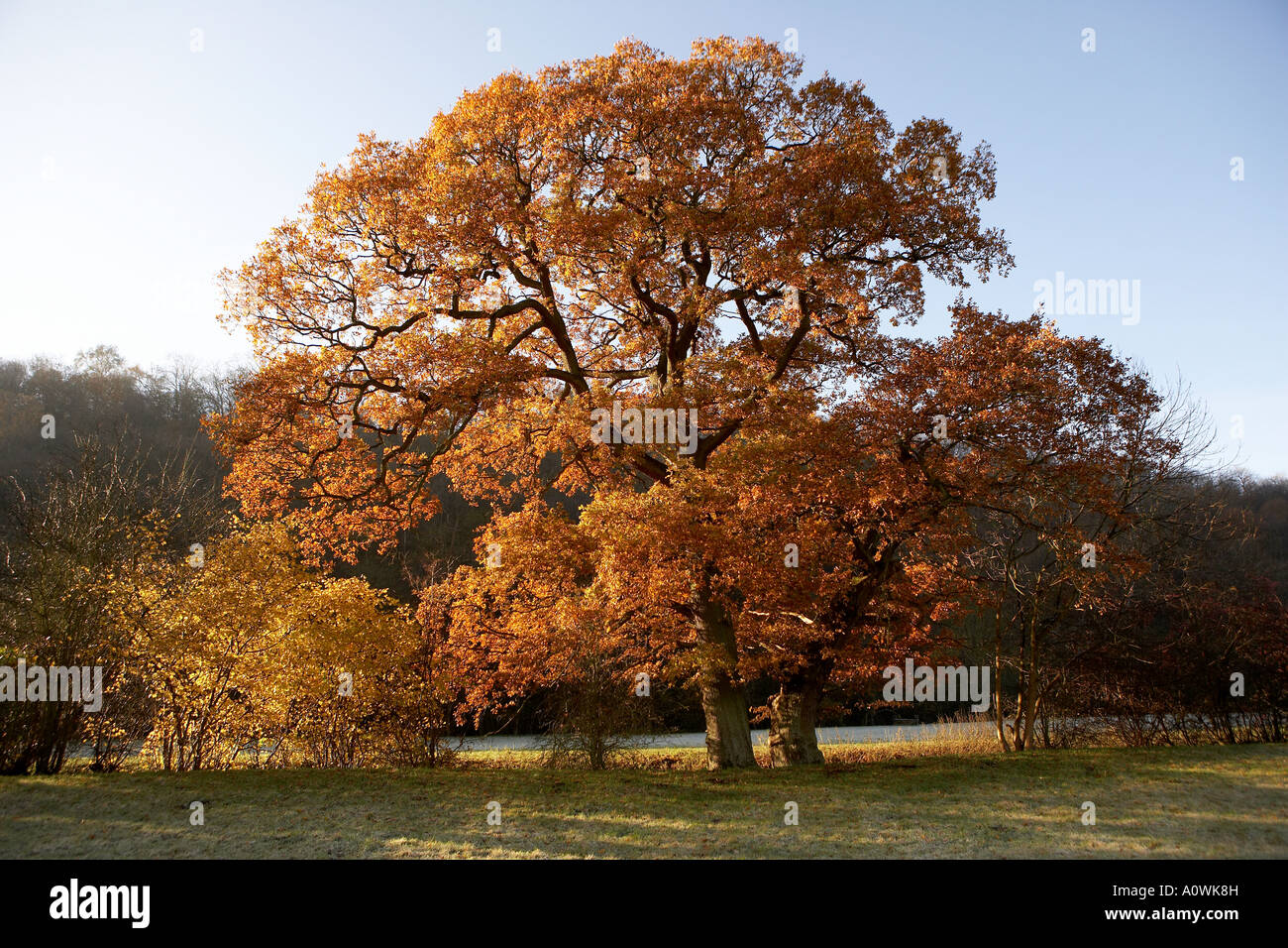 oak tree in autumn www pixshark com images galleries with a bite oak tree in autumn www pixshark com images galleries with a bite