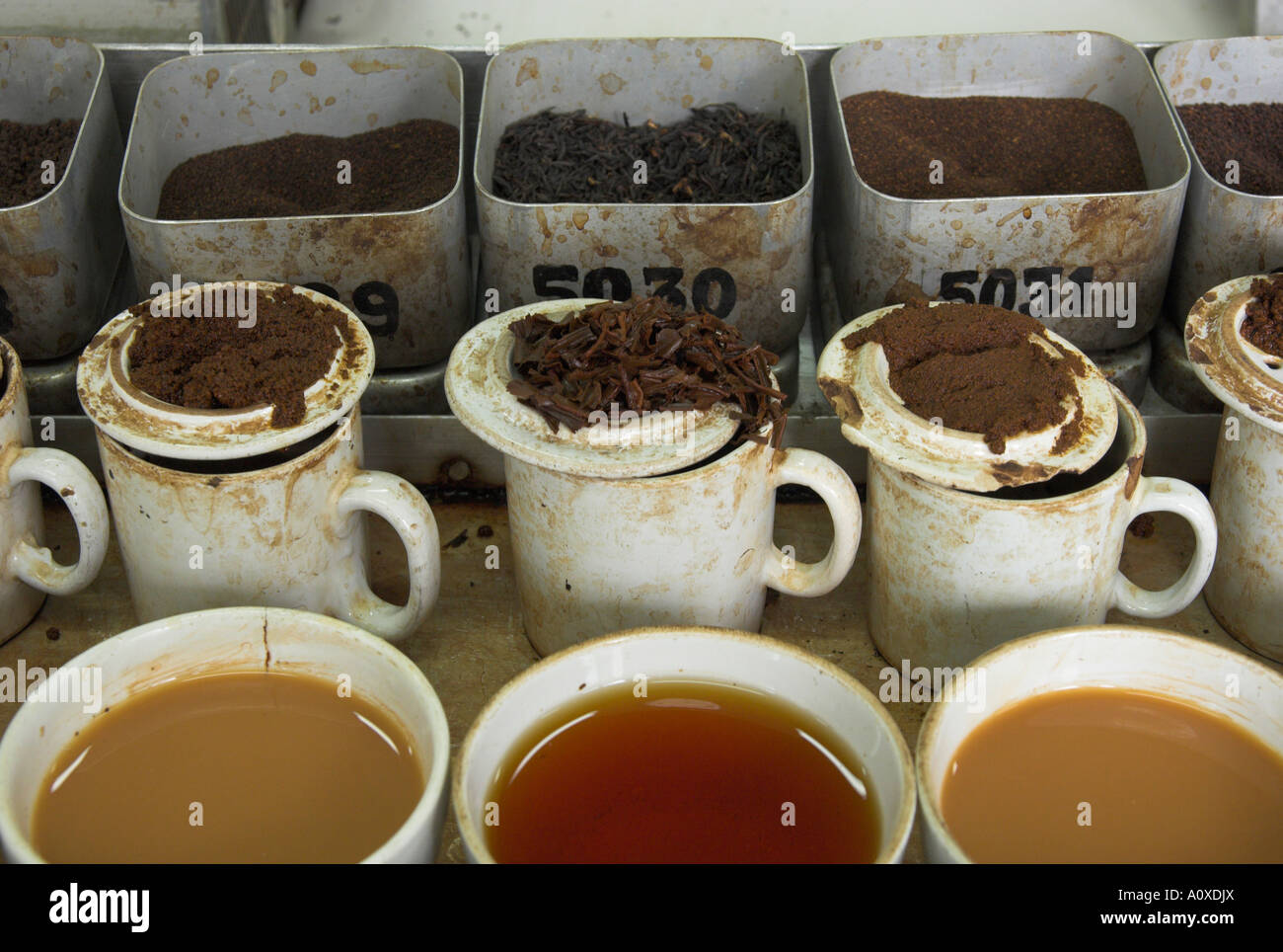 India West Bengal Kolkata Tea Industry Tea Brokers Tea tasting Stock