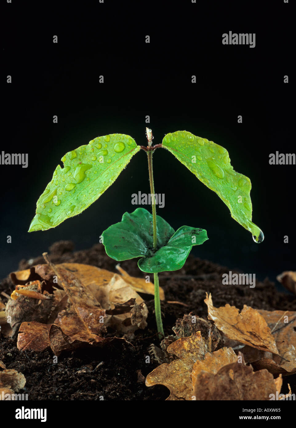 Beech Seedling Fagus sylvatica in First Year Stock Photo, Royalty Free