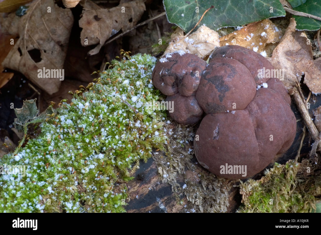 King Alfred S Cakes Daldinia Concentrica In Frost Stock Photo Alamy