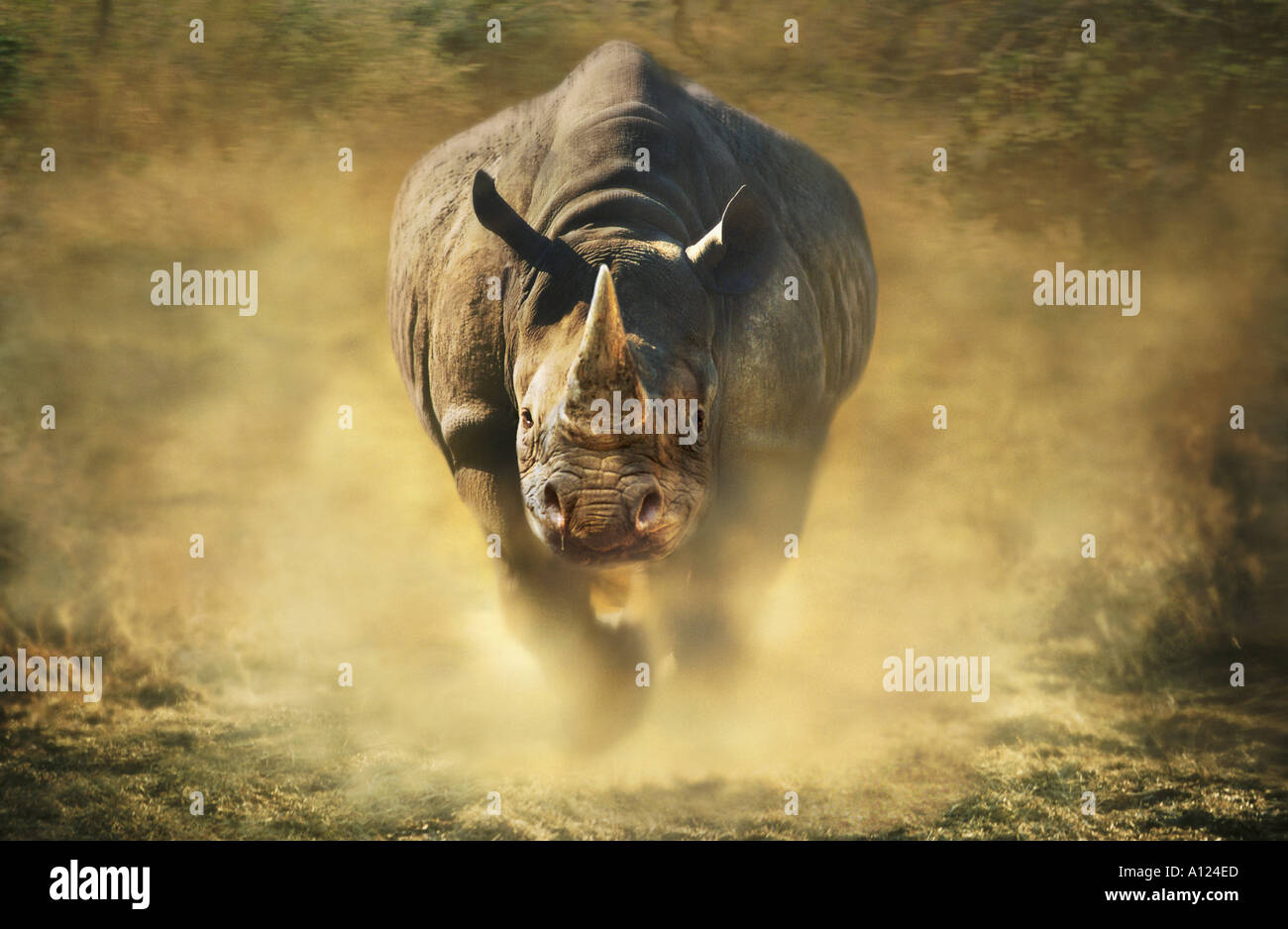 charging-black-rhinoceros-A124ED.jpg