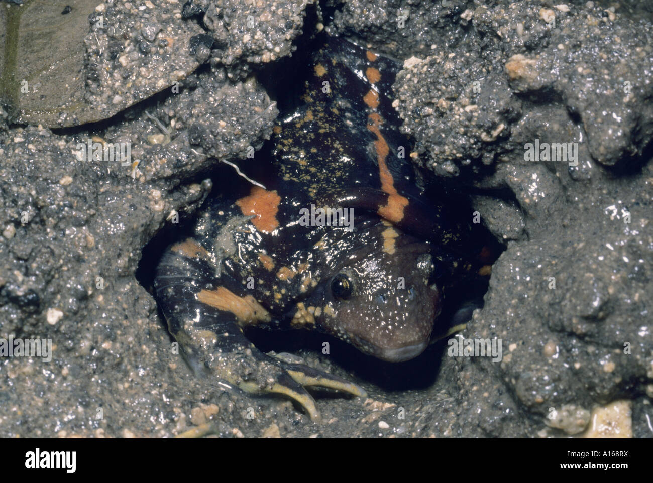 Mexican Burrowing Toad, (Rhinophrynus dorsalis) digging in mud, Tikal