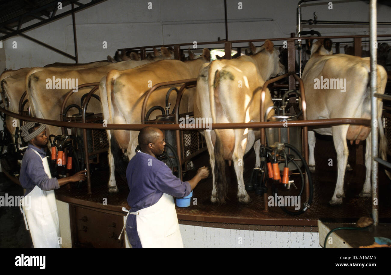 Cow Black Man South Africa dairy farm milk milking Stock Photo, Royalty