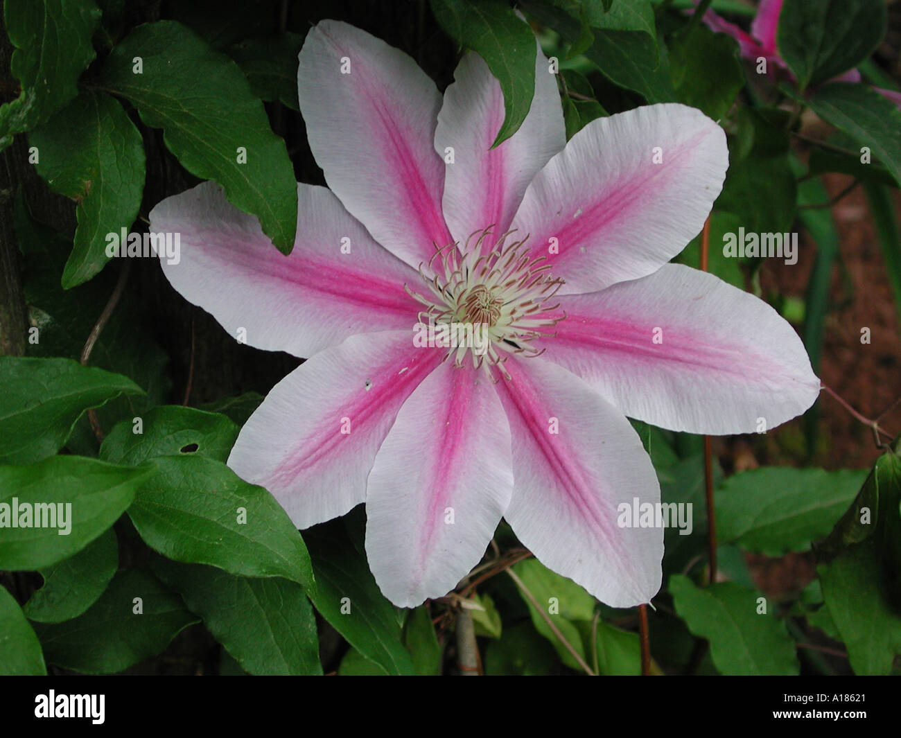 White and pink clematis flower Stock Photo, Royalty Free Image 99873