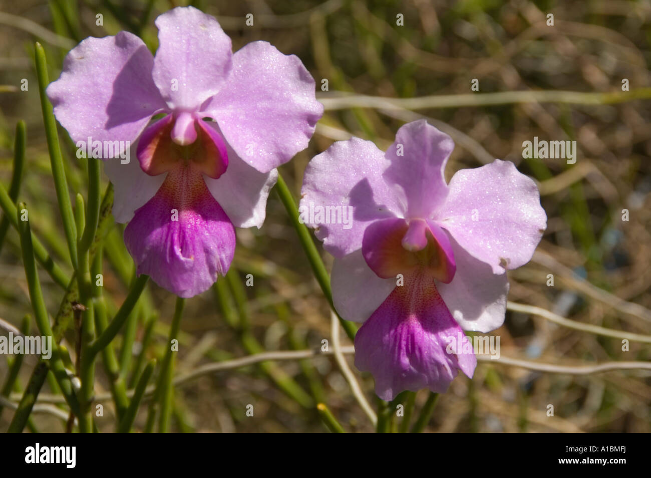 Common Orchid Species