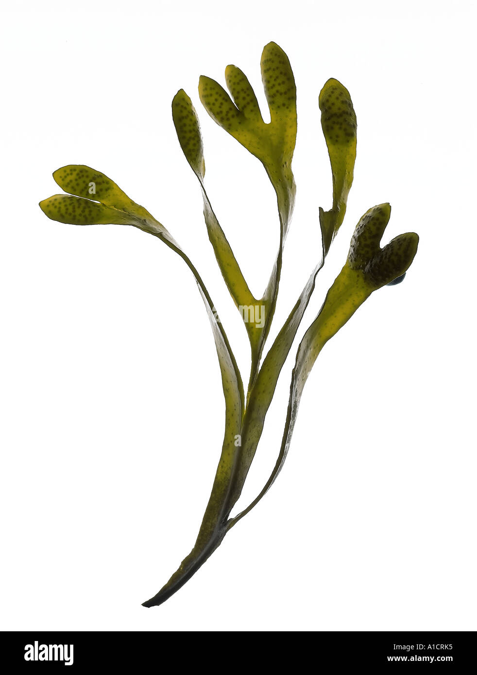seaweed Stock Photo, Royalty Free Image: 5839220 - Alamy