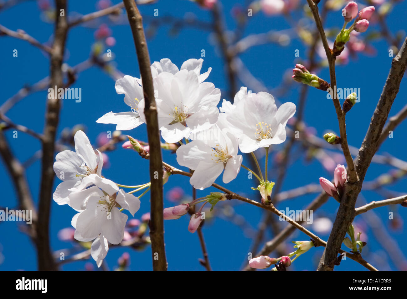 Cherry Blossoms in bloom at Peace Plaza in Japantown San Francisco