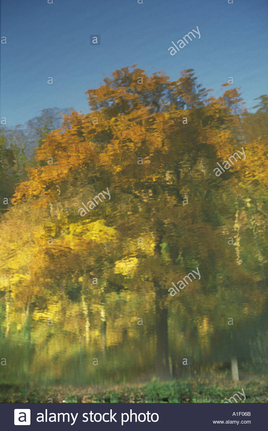 Rippling-reflection-of-an-autumn-tree-in