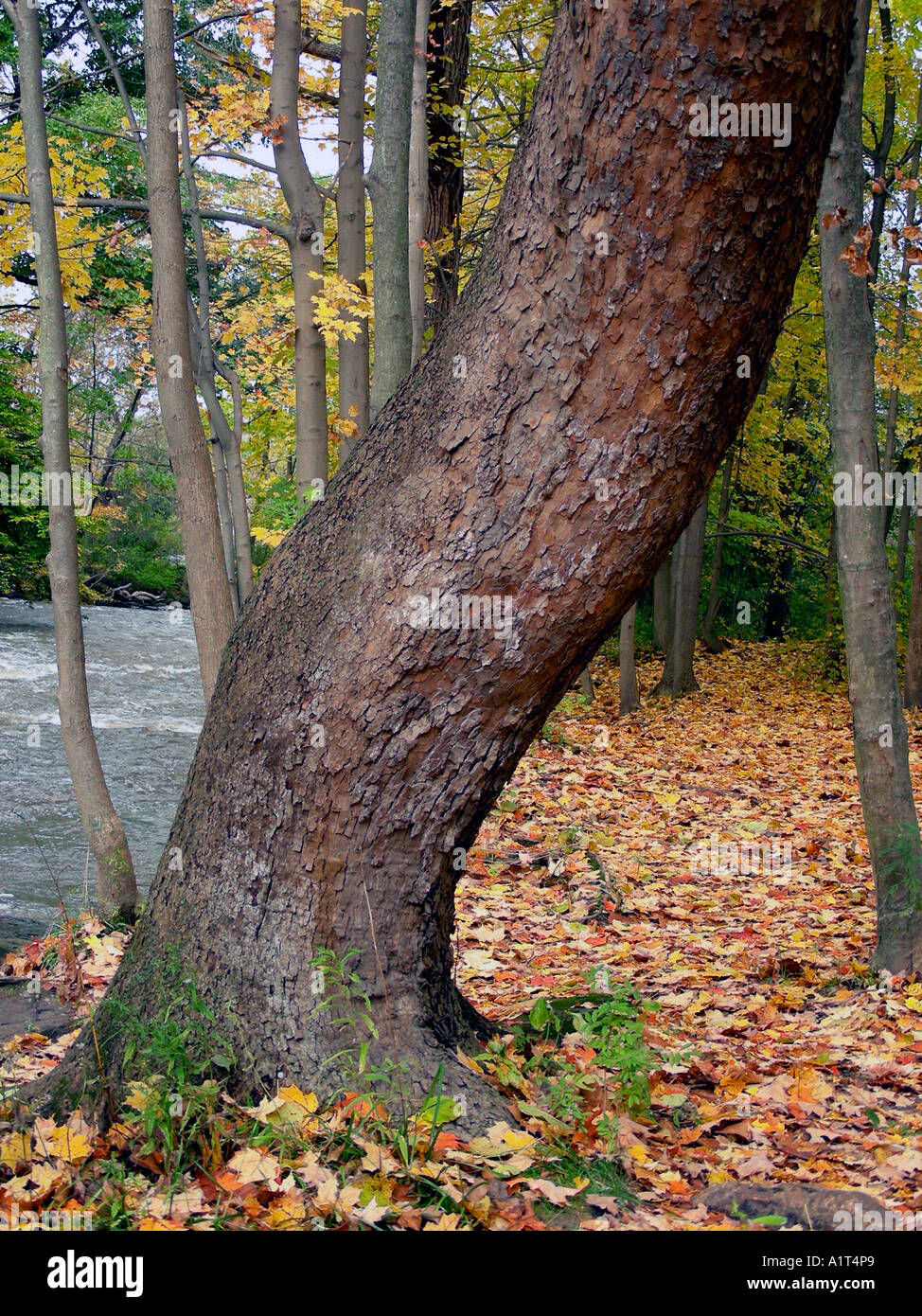 tree curve towards stock photos tree curve towards stock images alamy curved tree trunk stock photo royalty free image 5900136 alamy tree curve towards stock photos tree curve towards stock images alamy curved tree trunk stock photo royalty free image 5900136 alamy