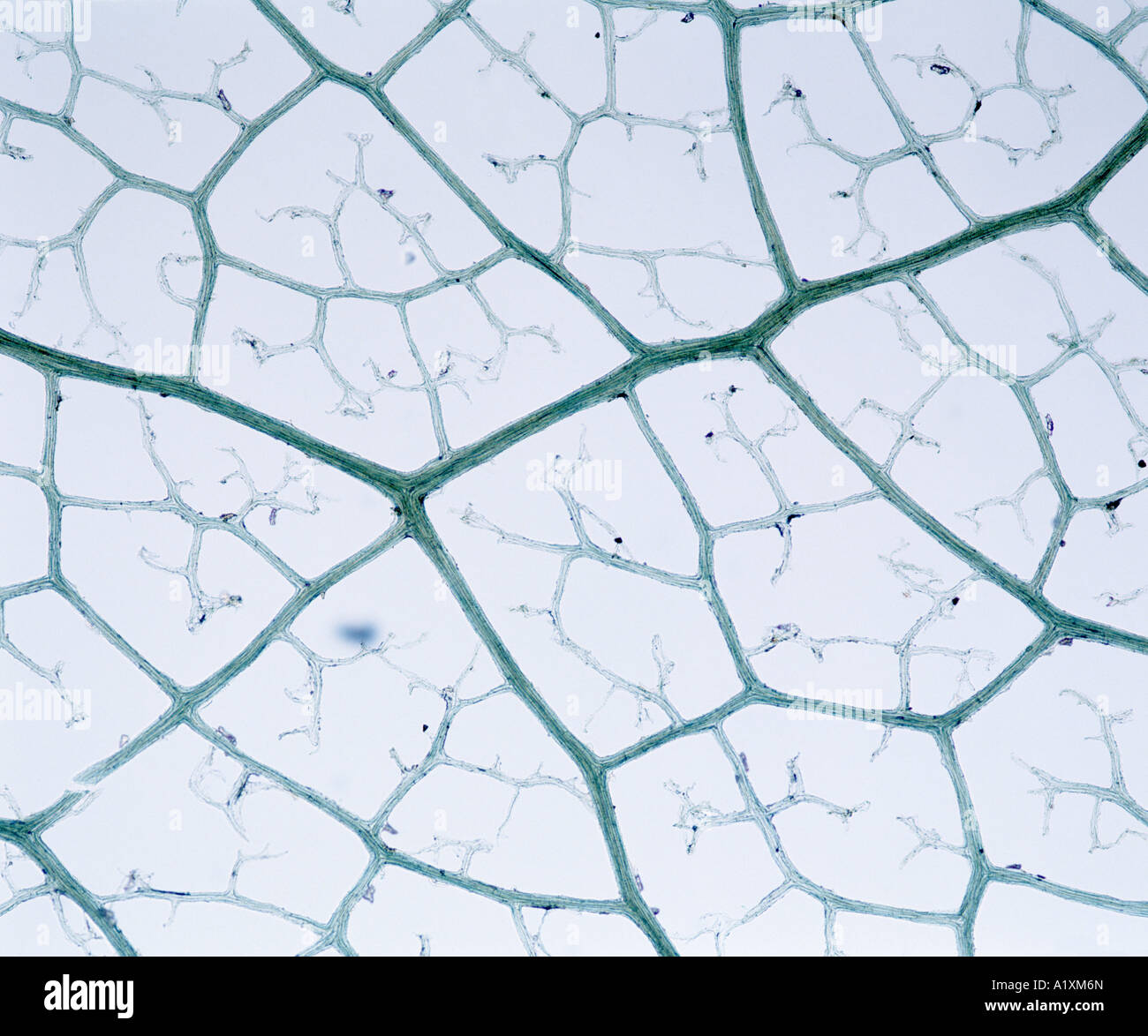 epidermis stock photo images 1 157 epidermis royalty free images and photography available to netted venation portion of dicot leaf the epidermis and mesophyll are stock photo royalty free epidermis stock photo images 1 157 epidermis royalty free images and photography available to netted venation portion of dicot leaf the epidermis and mesophyll are stock photo royalty free