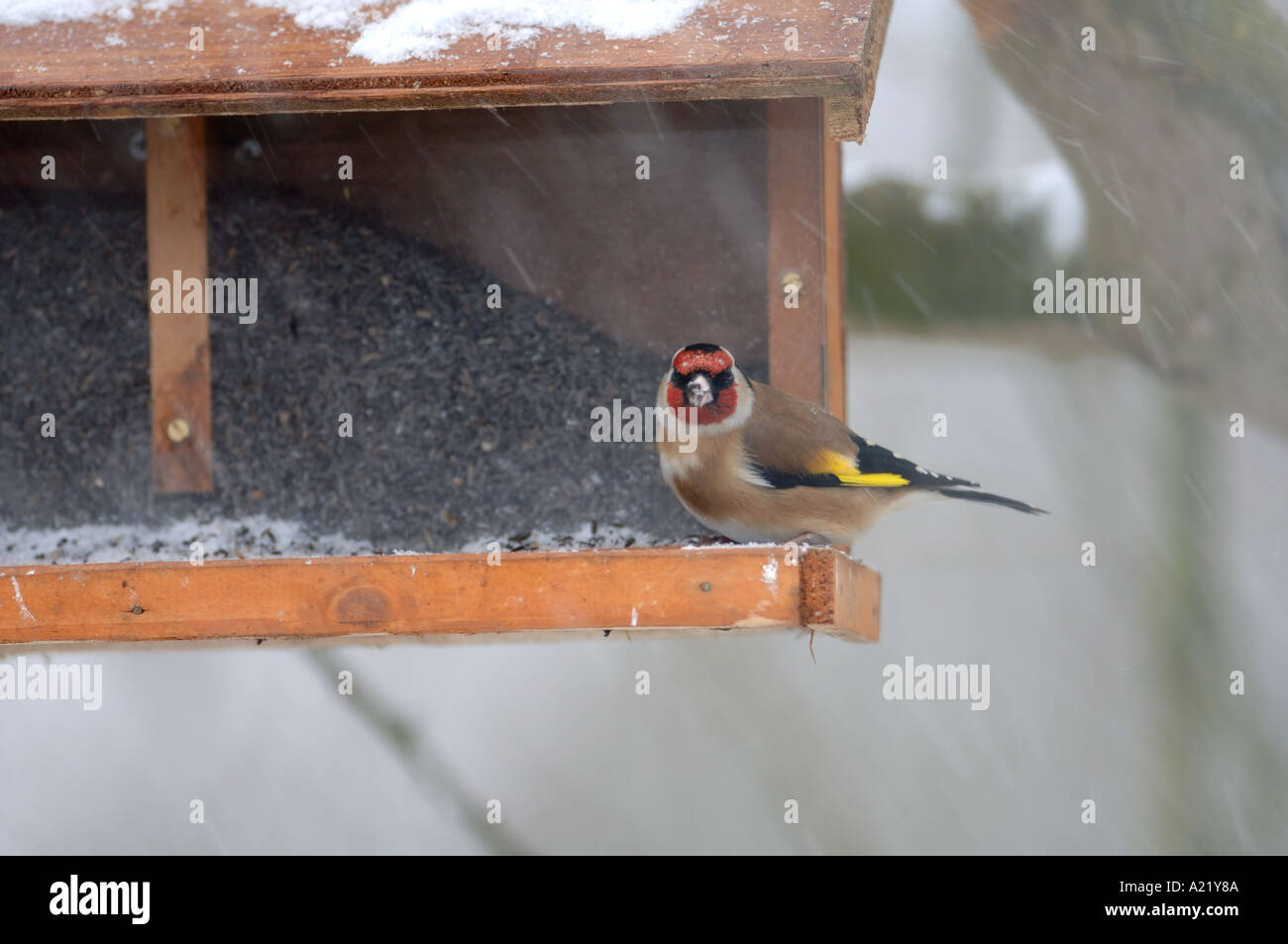Goldfinches feeding on niger seed UK Stock Photo, Royalty Free Image