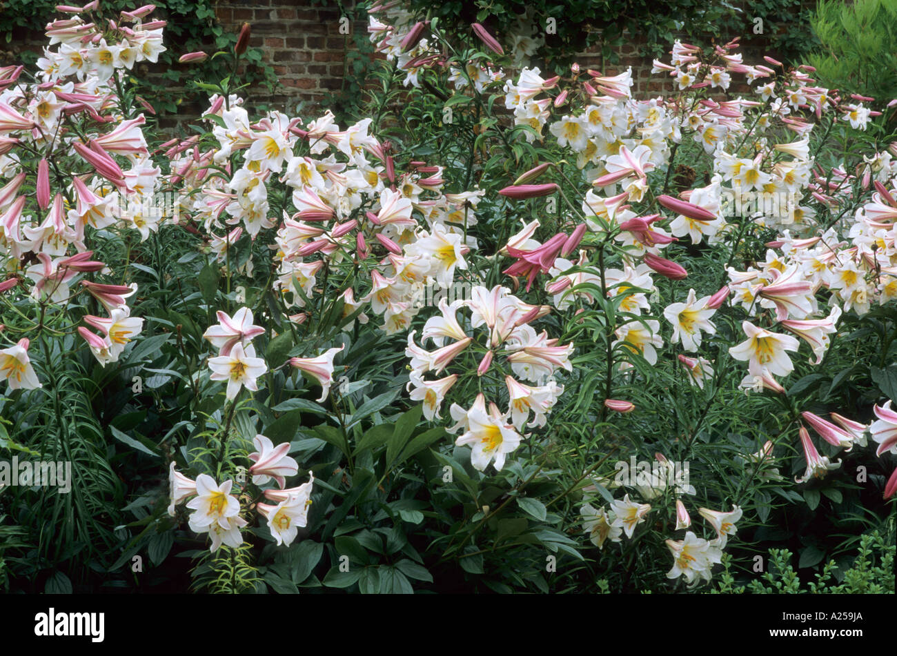Lilium regale, mass planting, lilies, lily Stock Photo, Royalty Free