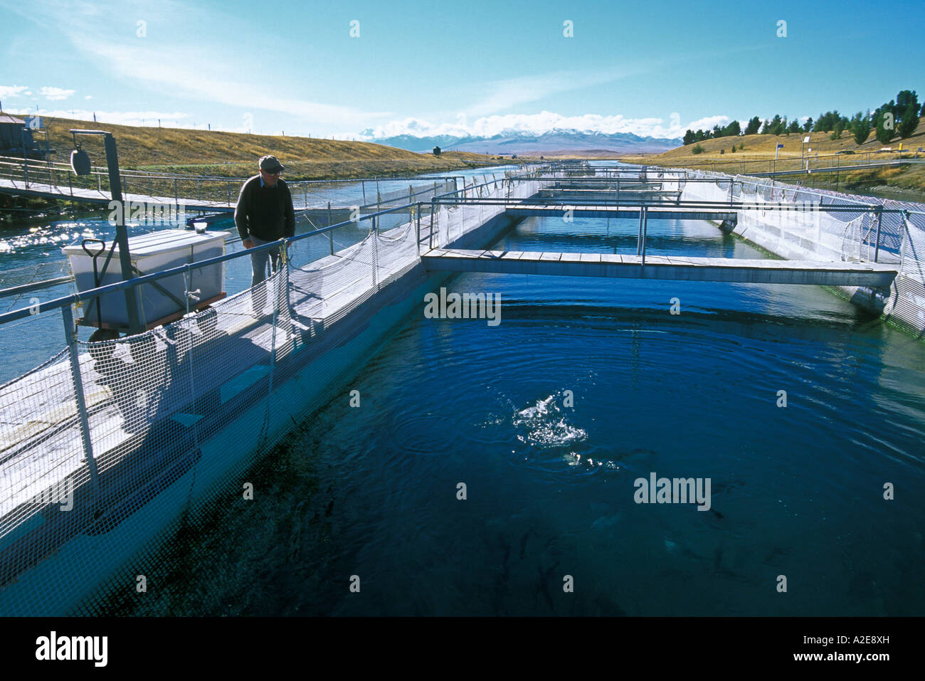 Mt Cook beyond a salmon farm on the hydro channel linking Lakes Stock