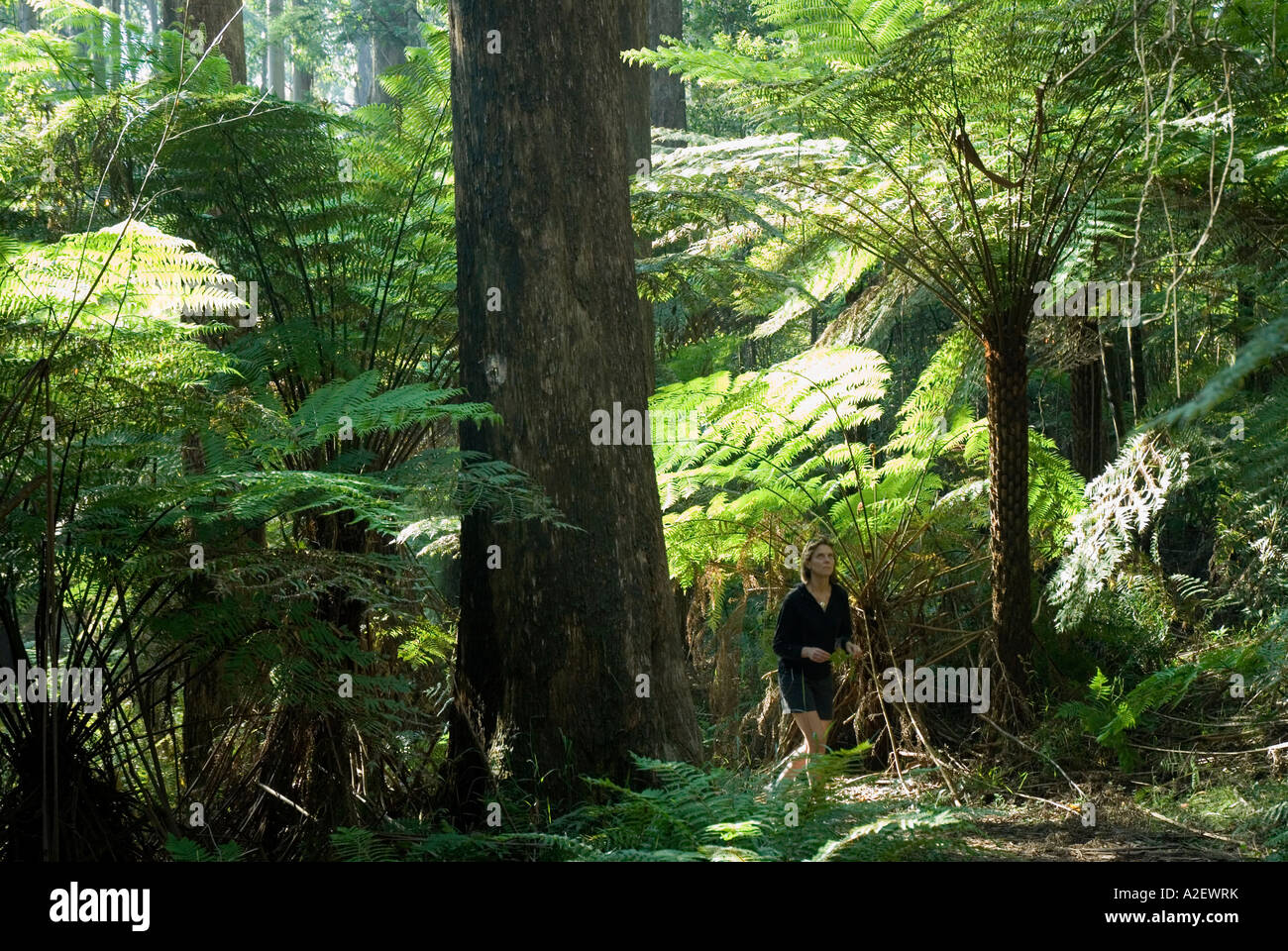 Visitor Walking Amidst Mountain Ash Eucalyptus Regnans And Tree Ferns