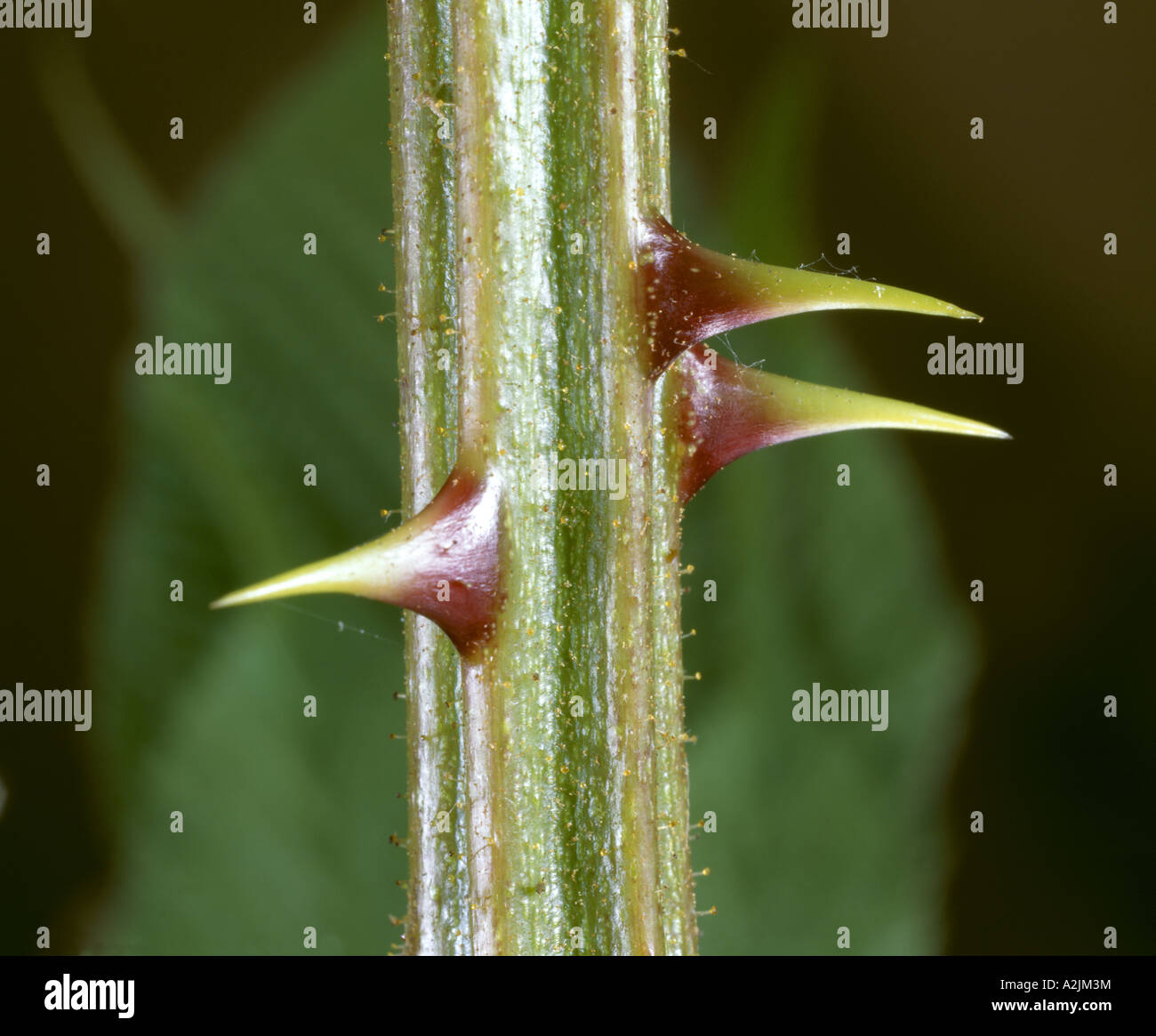 Blackberry (rubus Allegheniensis) Thorns On Ridged Stem / Studio Stock