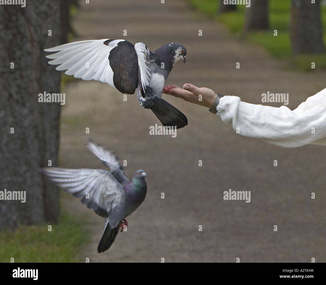 Woman Is Feeding Feral Pigeons Hi Res Stock Photography And Images Alamy