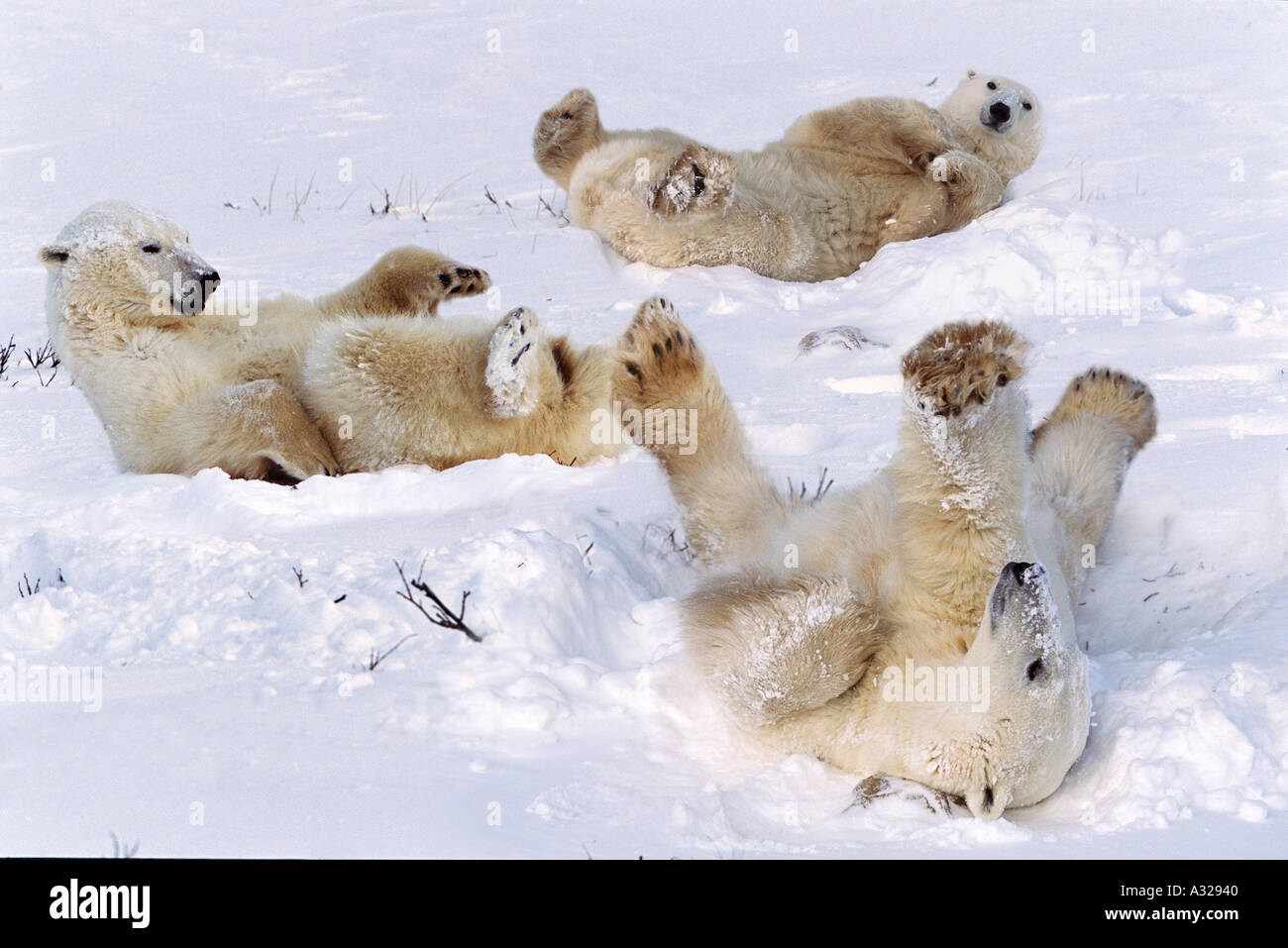 Polar bears rolling in the snow Cape Churchill Manitoba Canada Stock