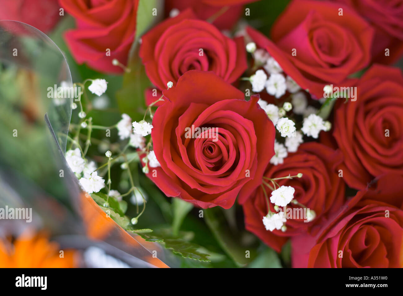Red rose bouquet closeup with filler flowers (Baby's breath, or Stock