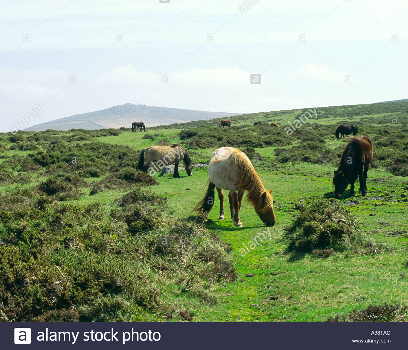 Wild Dartmoor Ponies Horses Grazing On Dartmoor National Park Upland