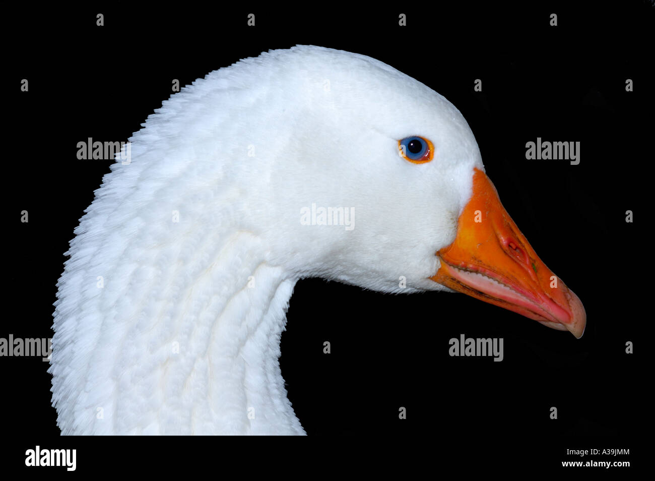 Portrait Of A Goose Stock Photo Alamy