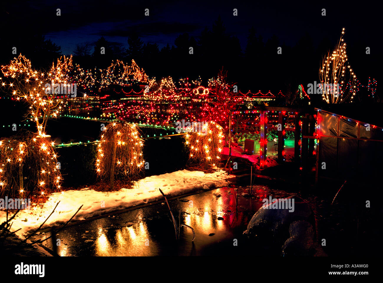 traditional christmas lights on trees vandusen botanical traditional christmas lights on trees vandusen botanical