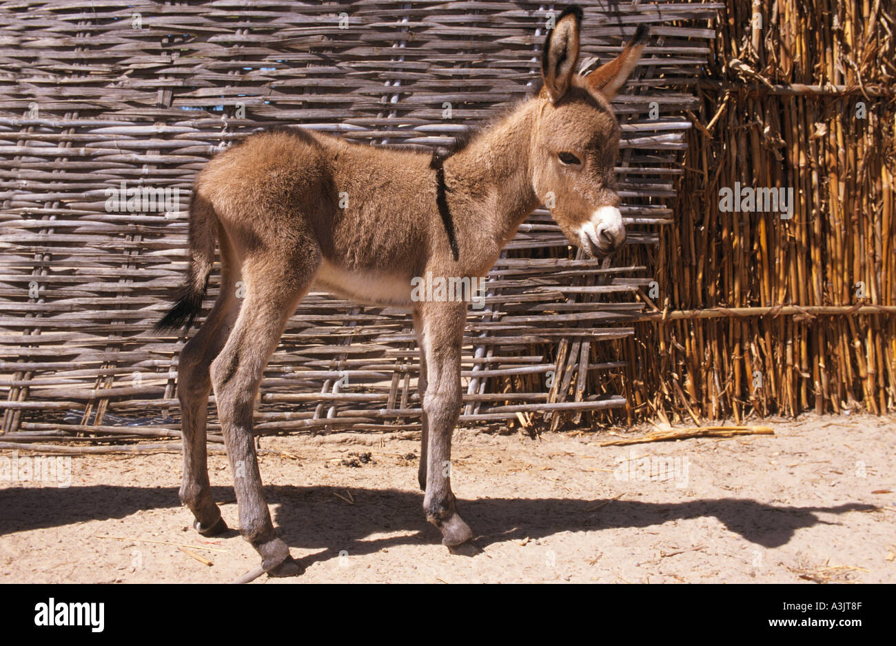 young nubian donkey Stock Photo, Royalty Free Image 3526798 Alamy