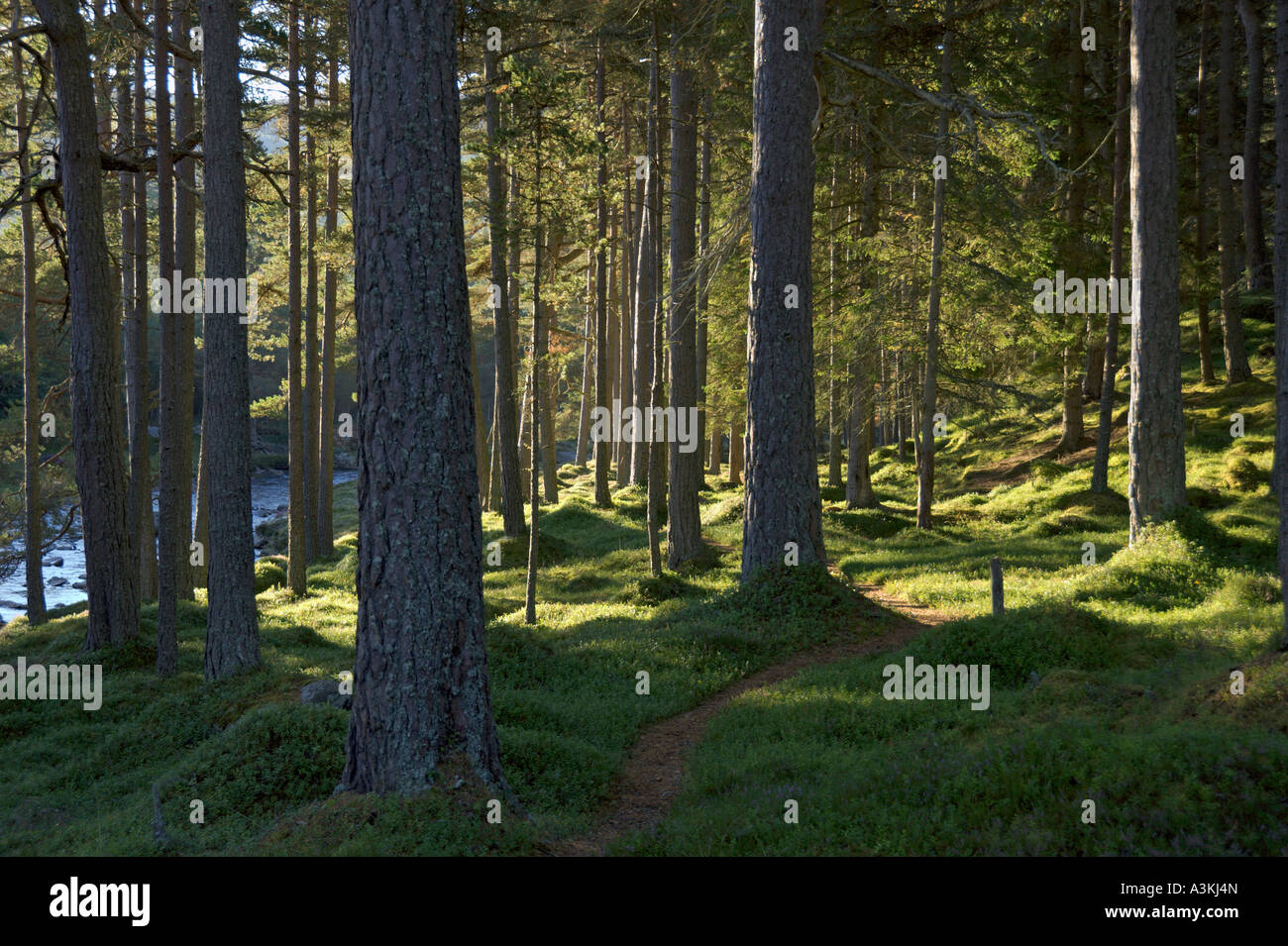 Morning in the Forest of Mar River Dee Linn of Dee Glen Morning in the Forest of Mar River Dee Linn of Dee Glen