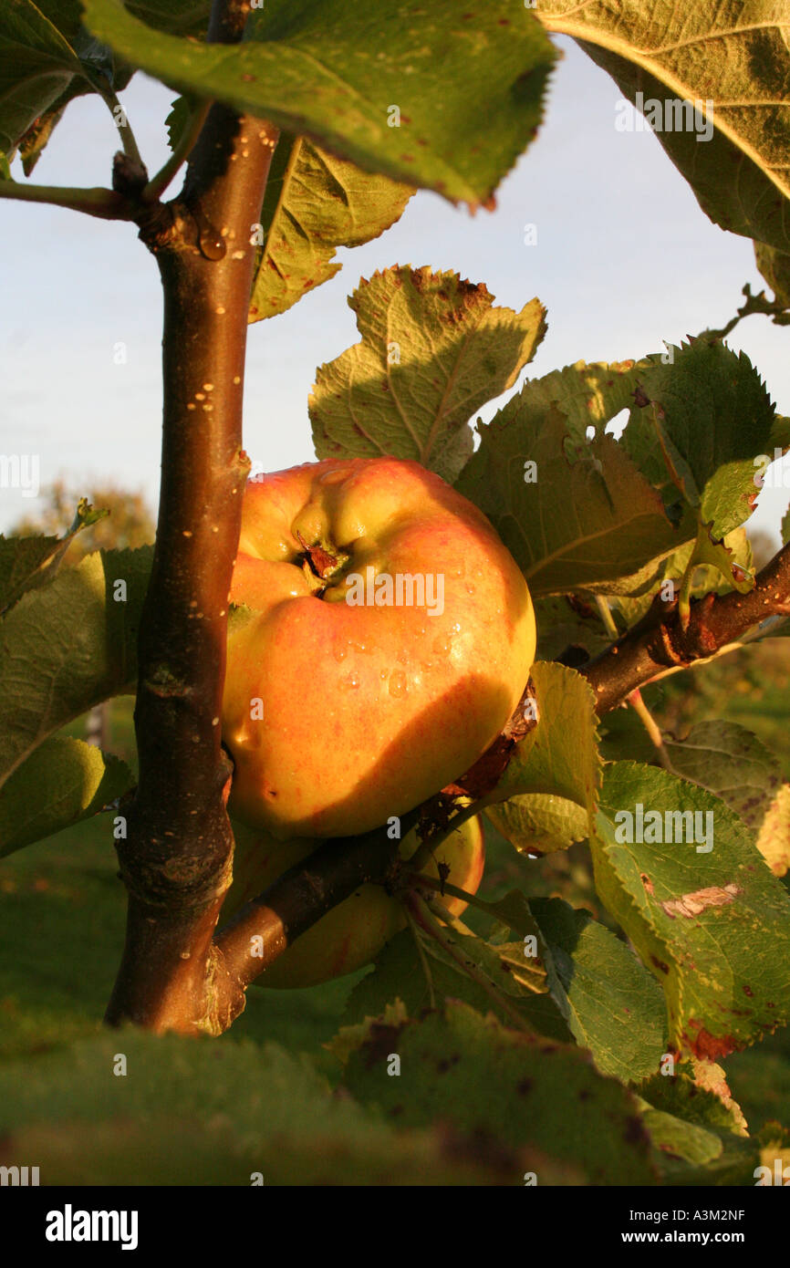 Apple Malus Domestica Bramleys Seedling Stock Photo Alamy