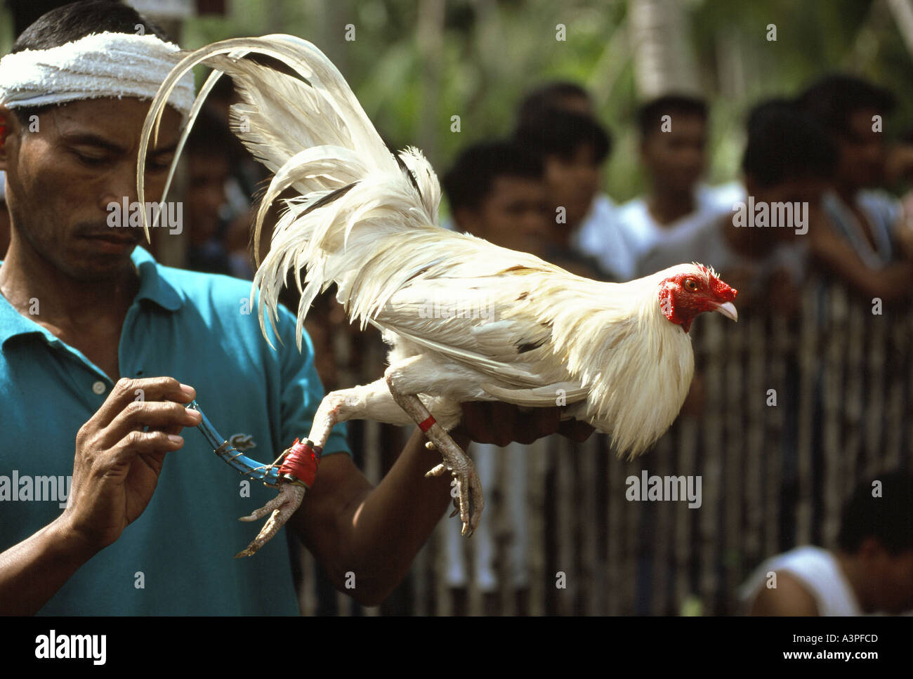 Cock Fighting In The Philippines 49