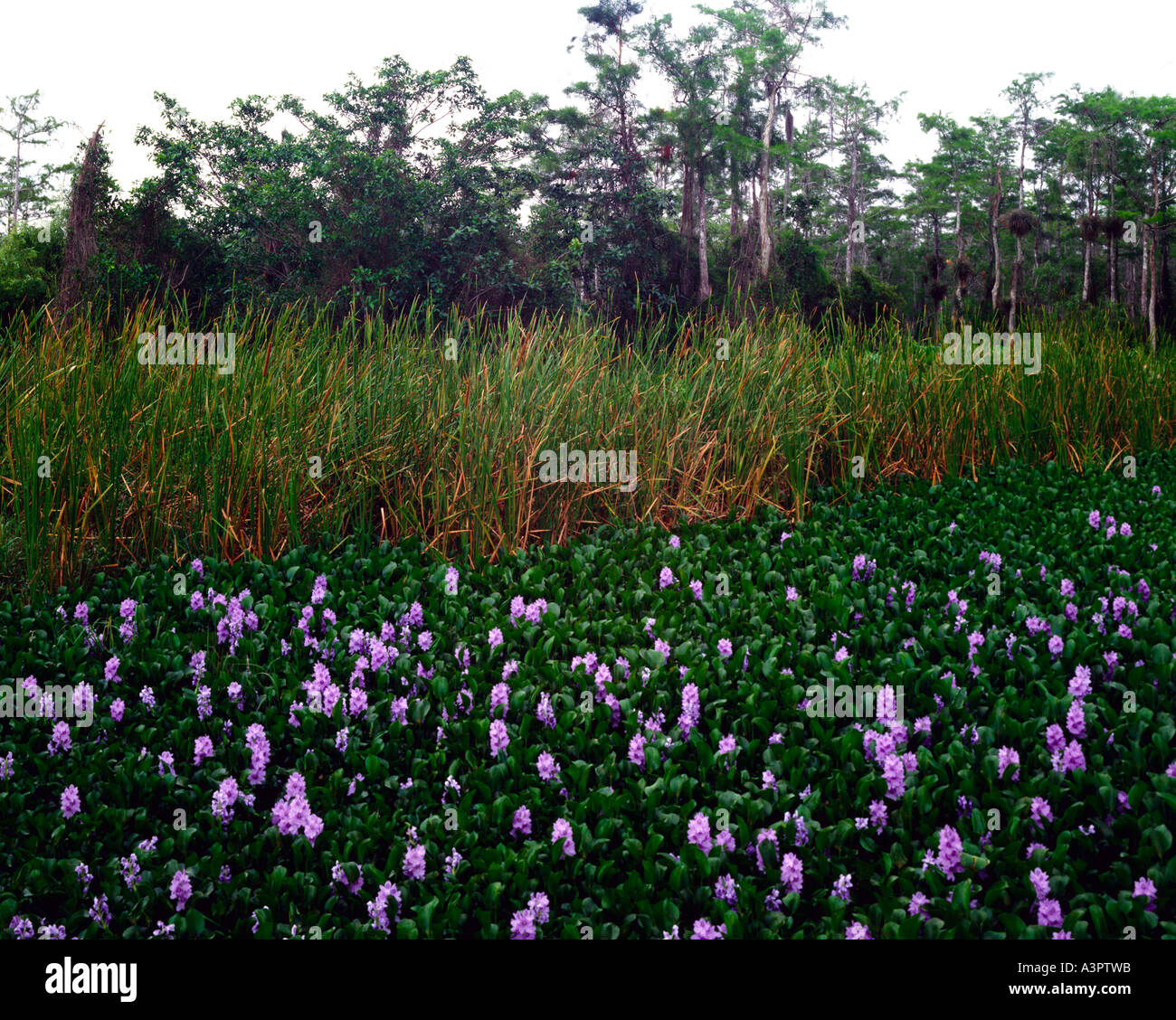 Everglades National Park in Florida where invasive plant of Water Stock