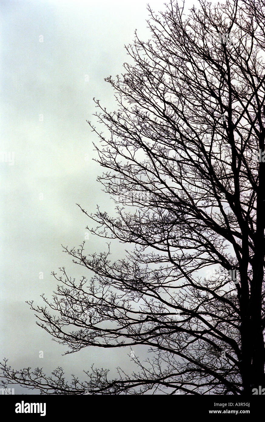 A Bare Tree In The Winter Stock Photo Alamy