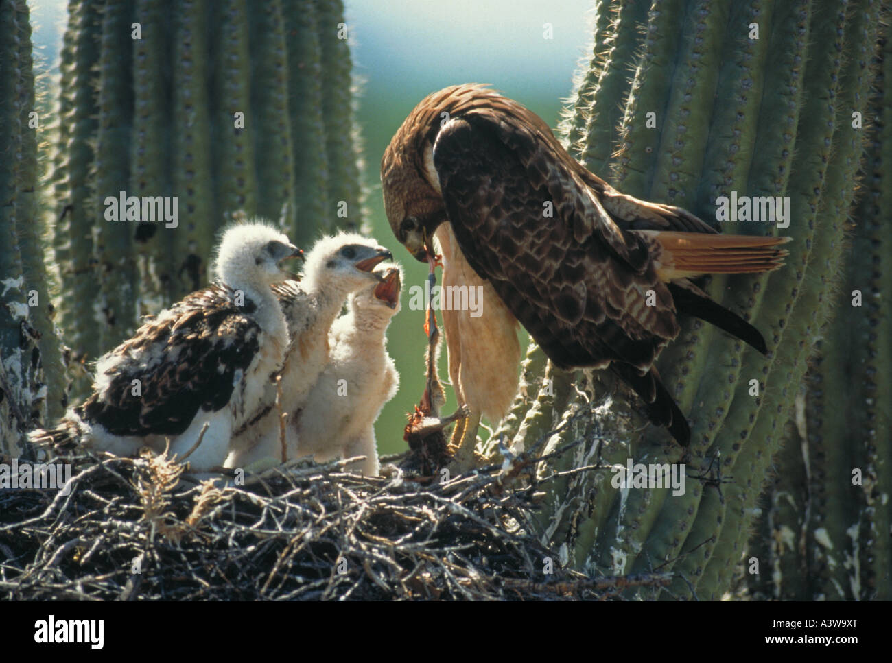 red tailed hawk buteo jamaicensis feeding young on nest red tailed hawk buteo jamaicensis feeding young on nest