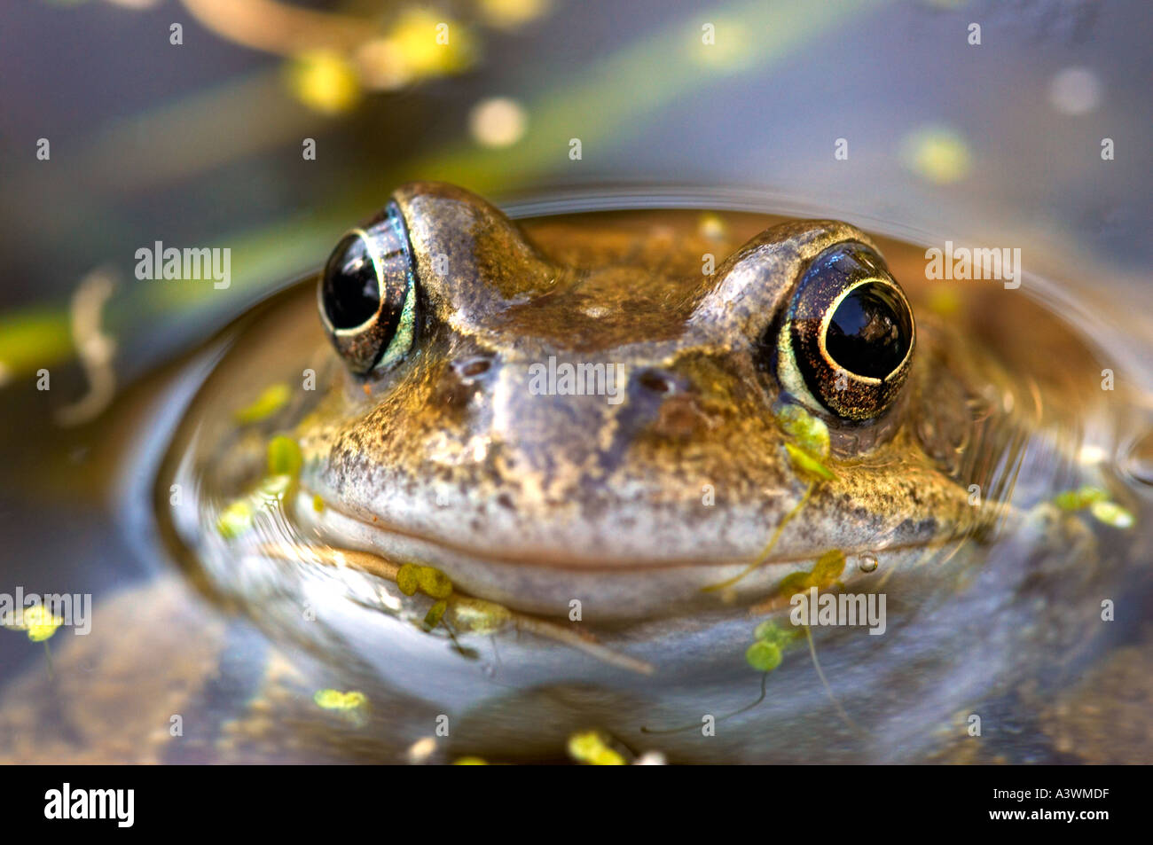 A Common Frog Rana Temporaria Stares Up From A Garden Pond In Early