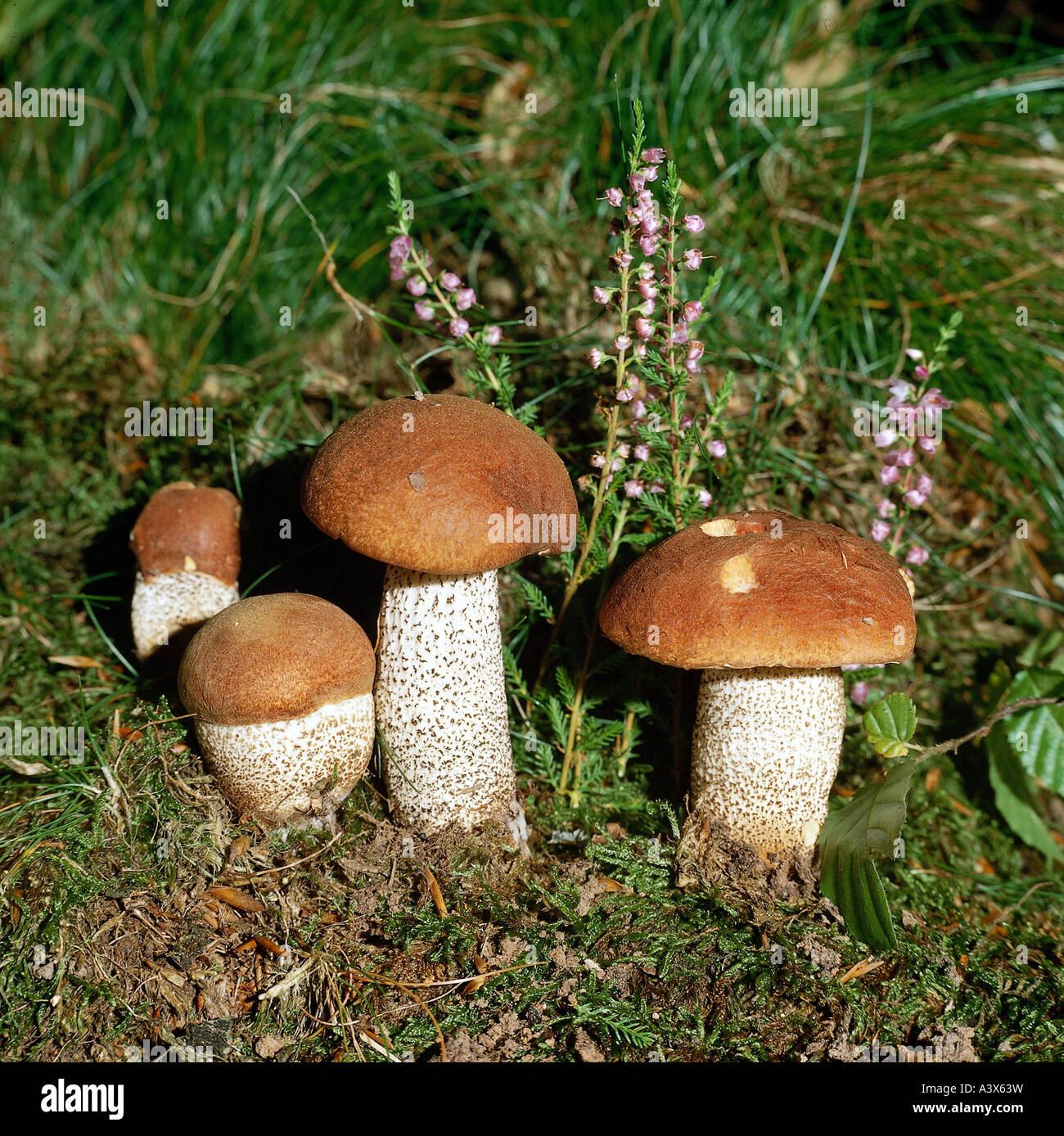 Botany fungi