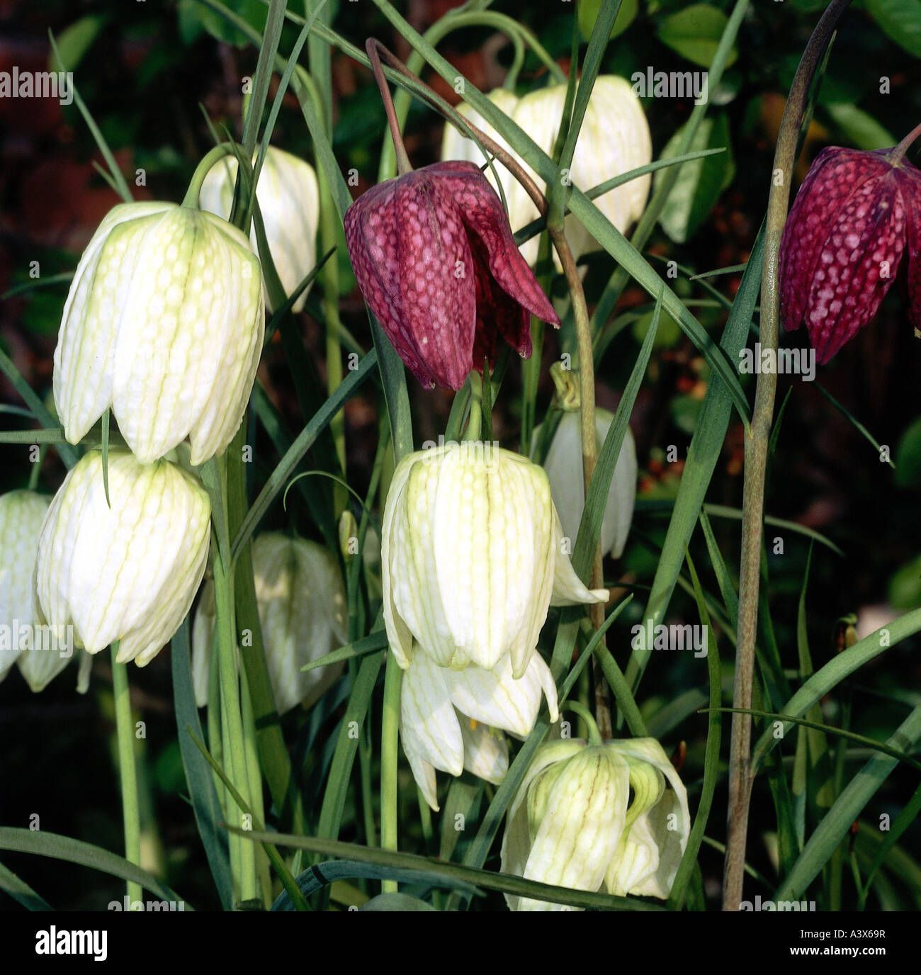 Botany Snakehead Fritillary Fritilaria Meleagris Blossoms Red