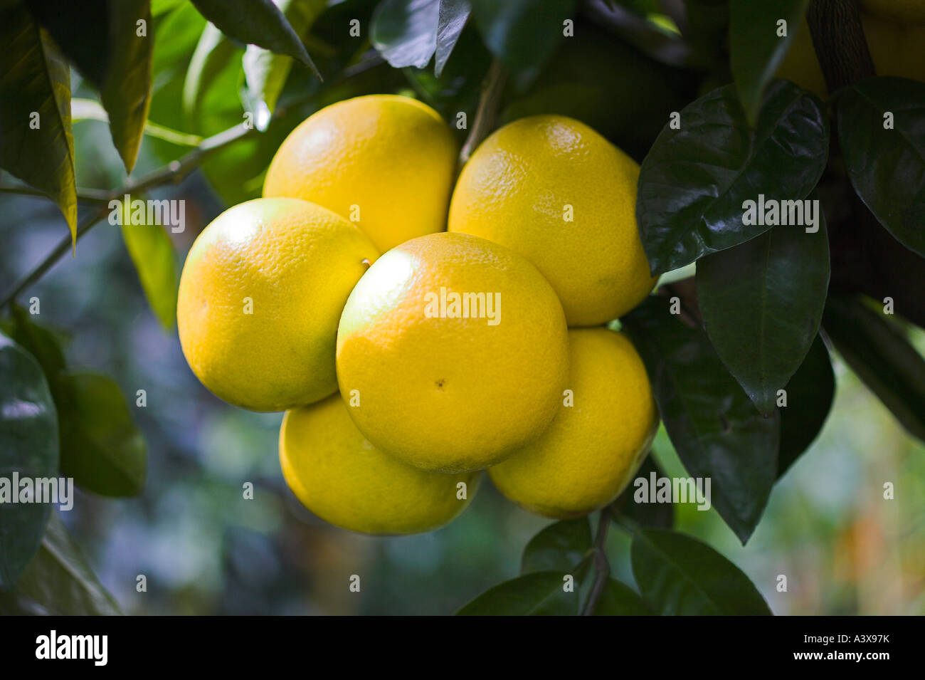 Citrus Paradisi X Wheeny Grapefruit Fruit Cluster Stock Photo, Picture